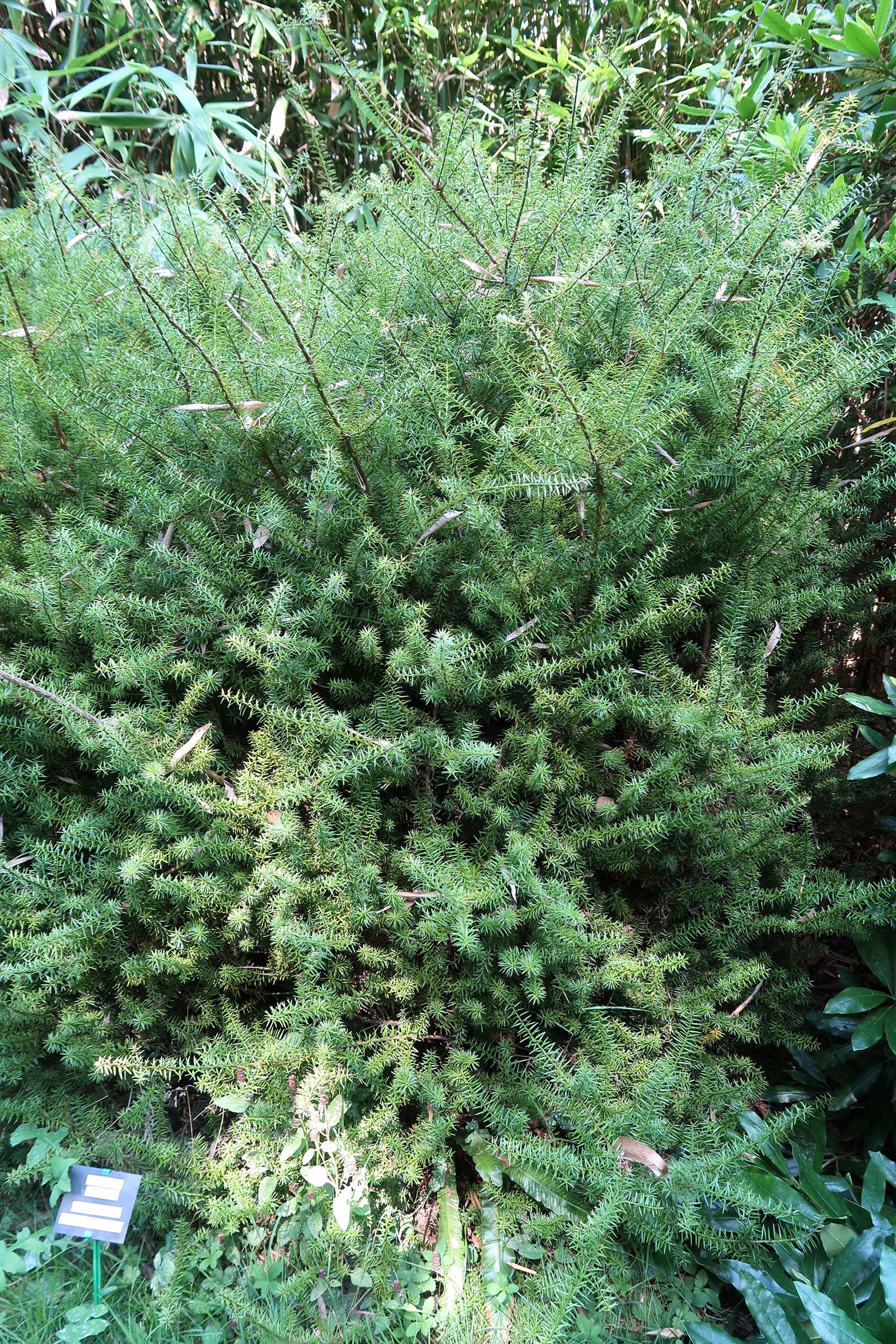 yellow thuja Polar Gold Arborvitae (Thuja)