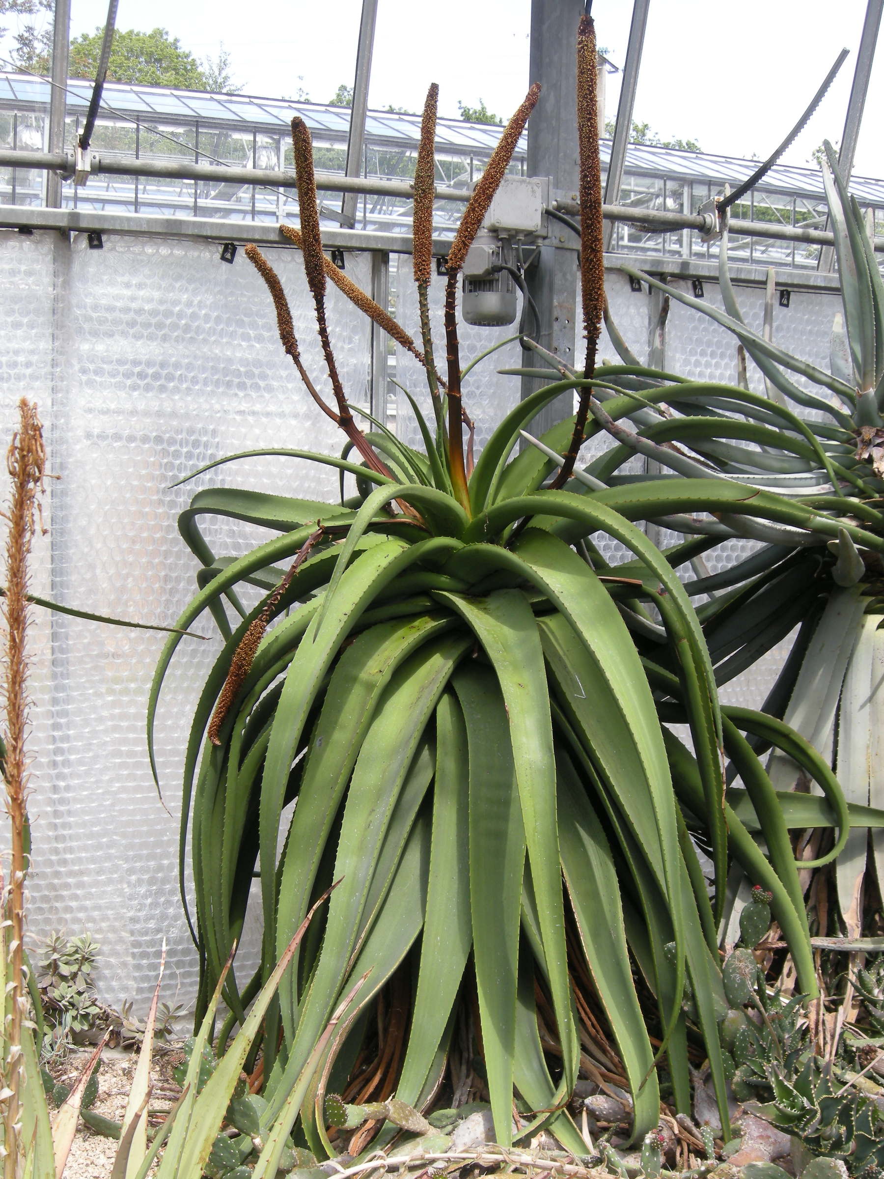 Sysbio, Base de donnes de systmatique - Aloe alooides (Alos)