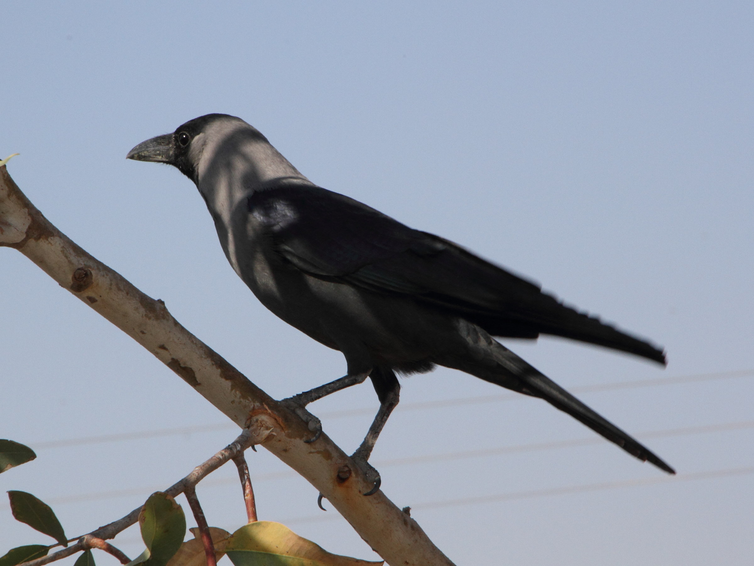 Corbeau familier - Corvus splendens
