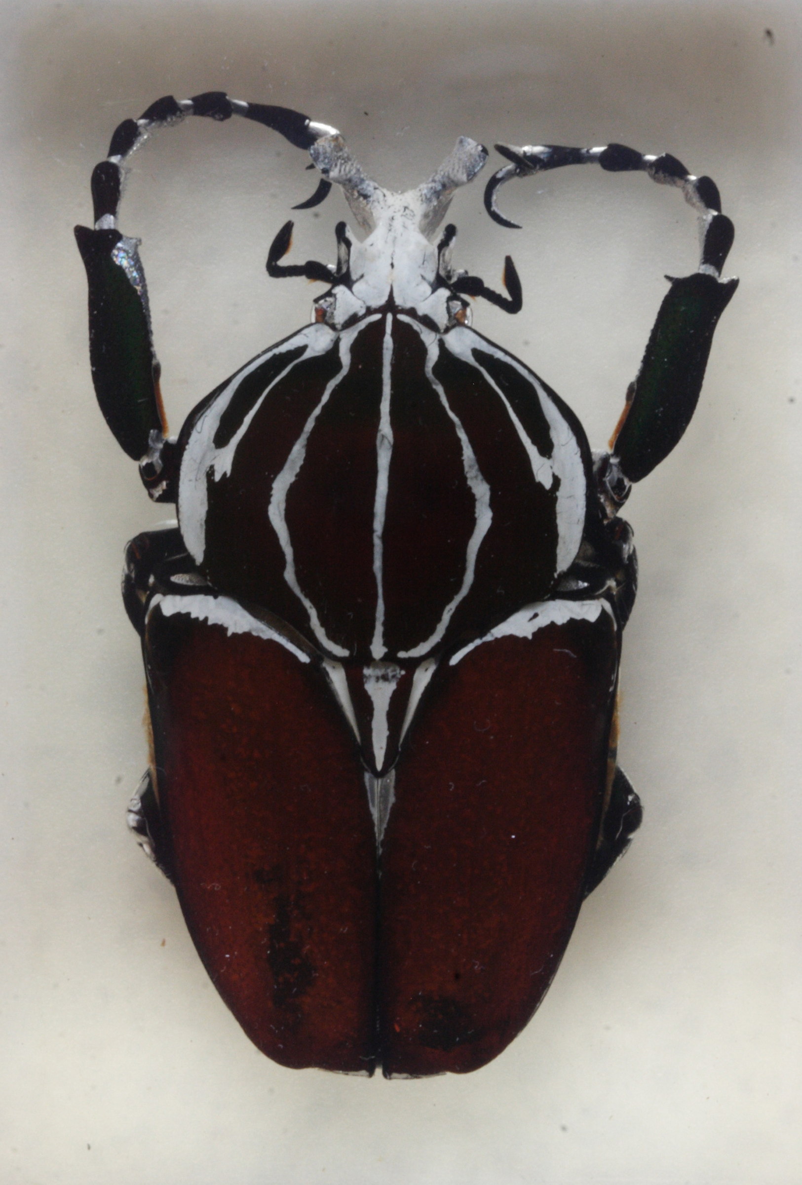 18300円豊富な品 ジャパン 店舗 Goliathus goliatus apicalis 85mm