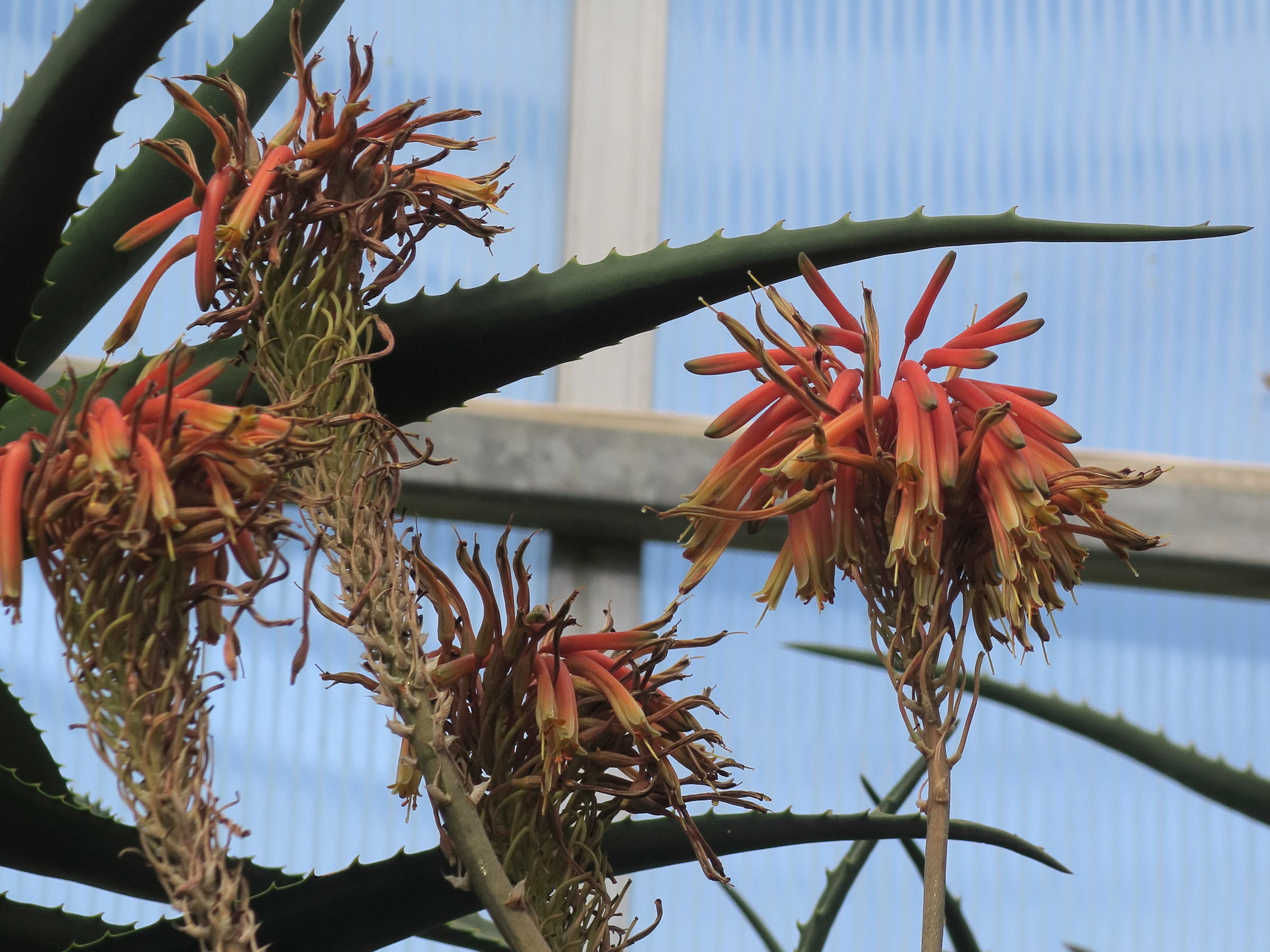 Sysbio, Base de donnes de systmatique - Aloe kedongensis (Alos)