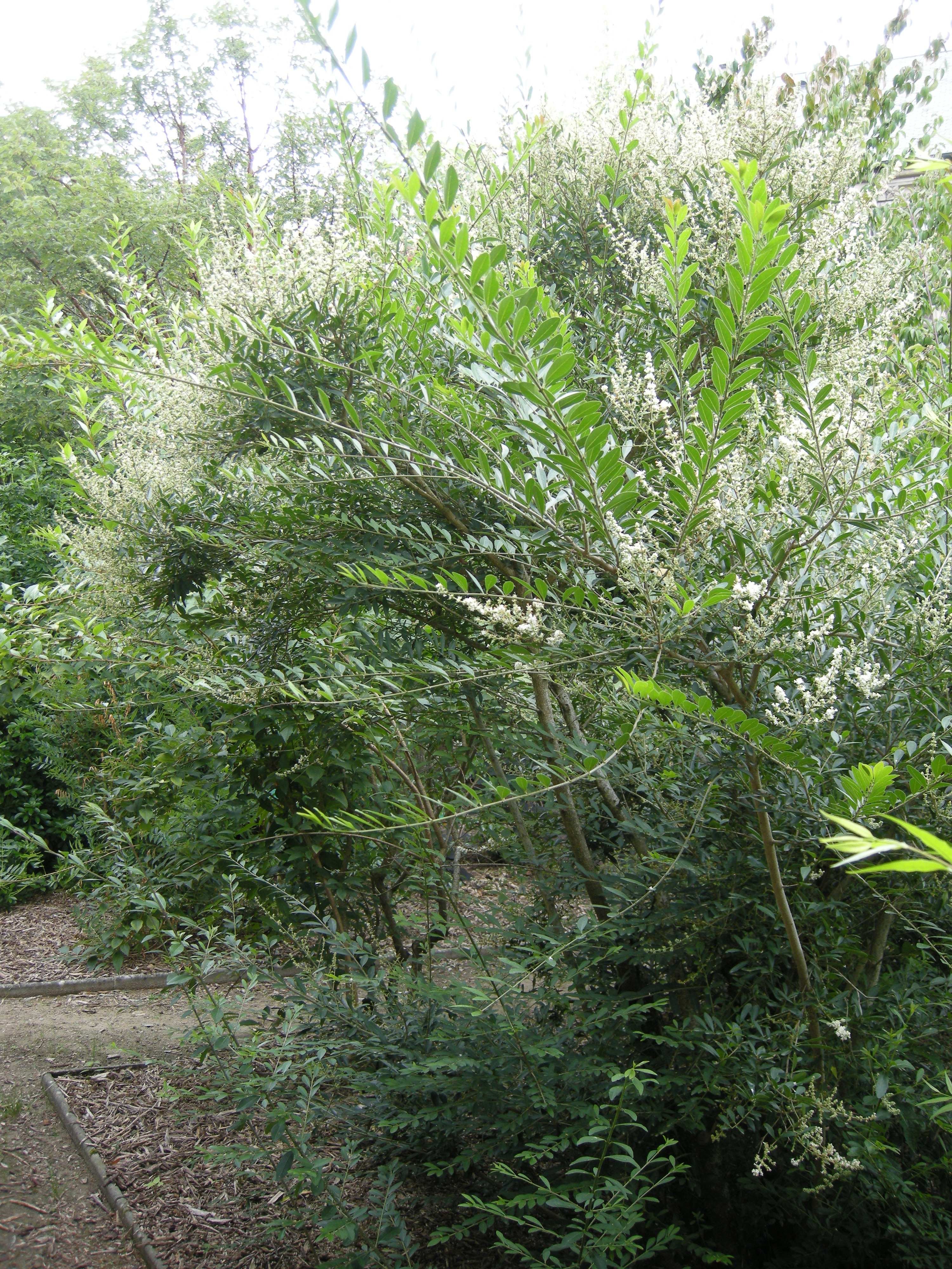 Sysbio, Base de donnes de systmatique - Ligustrum quihoui (Trone de  Chine)