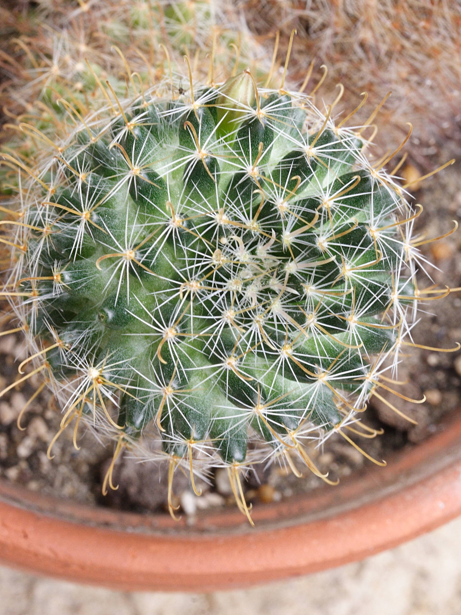 Sysbio, Base de donnes de systmatique - Mammillaria glochidiata ( Mammillaria)
