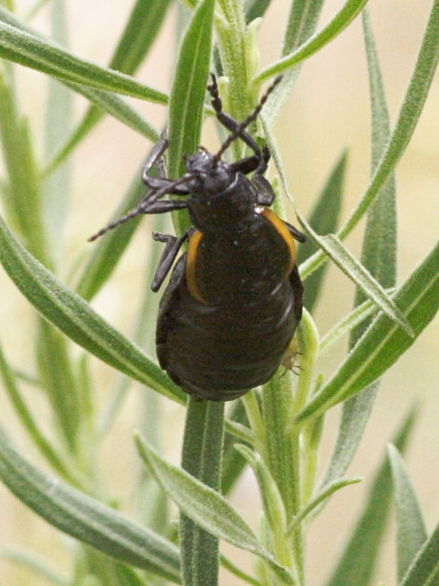 Sysbio, Base de donnes de systmatique - Arima marginata (Arime margine)