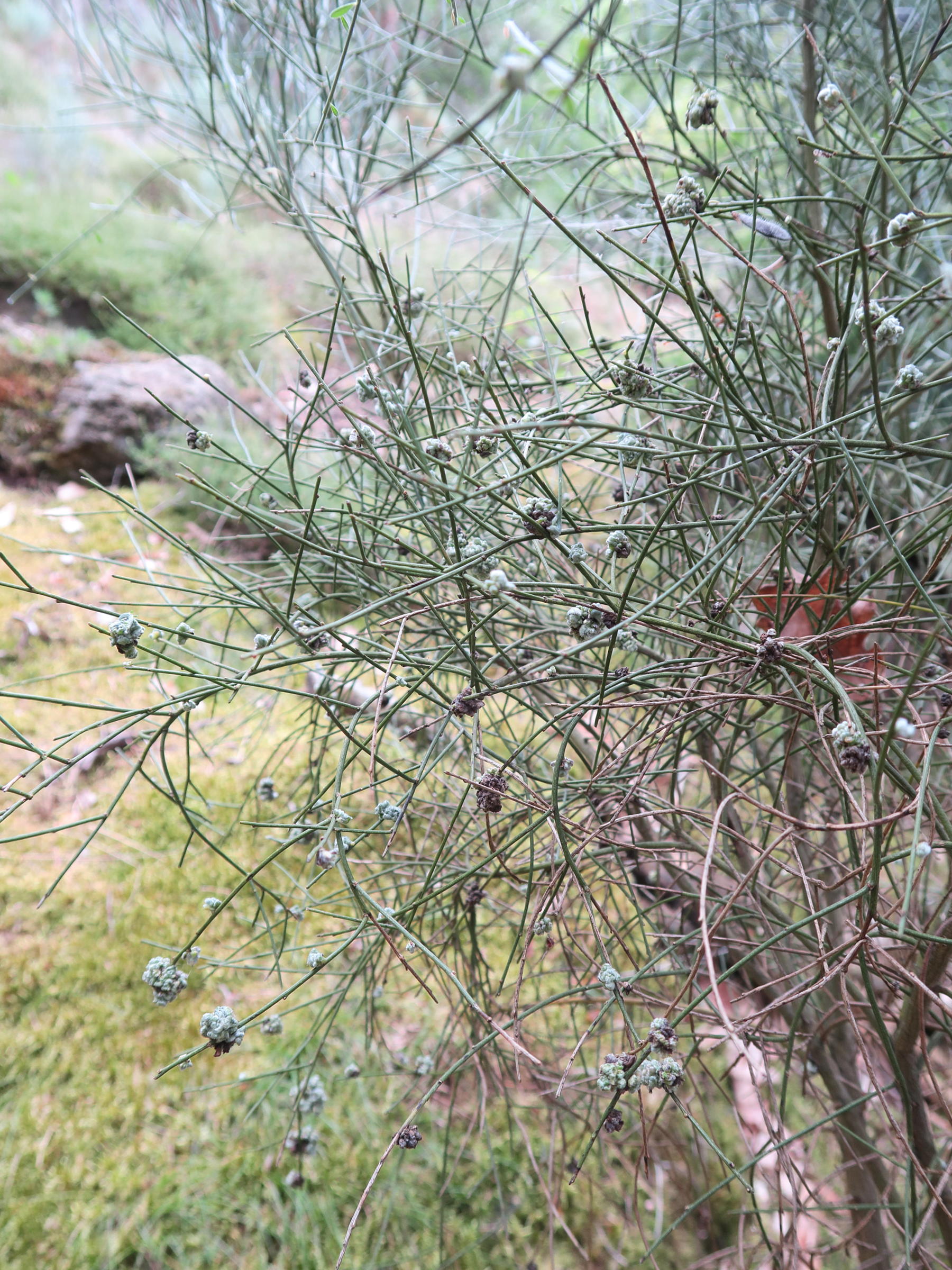 aceria_genistae_galle4md