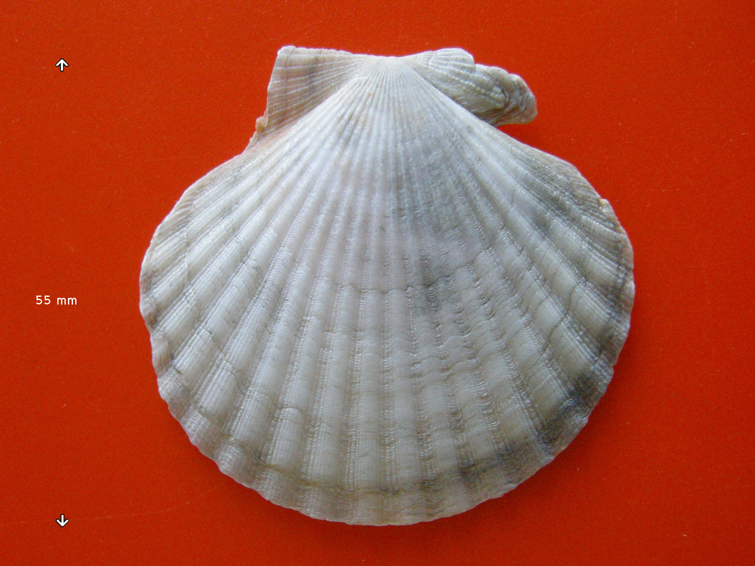 aequipecten_opercularis2md