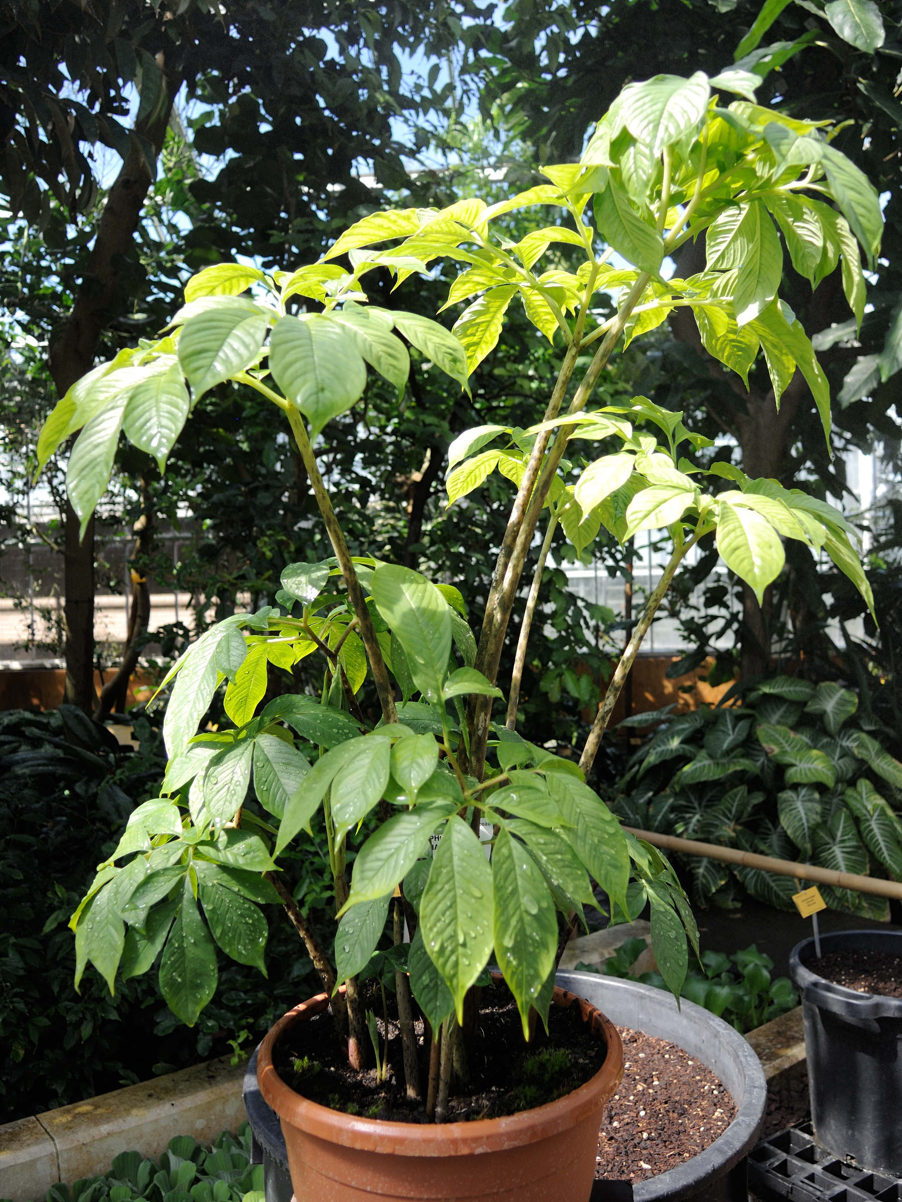 amorphophallus_variabilis1md