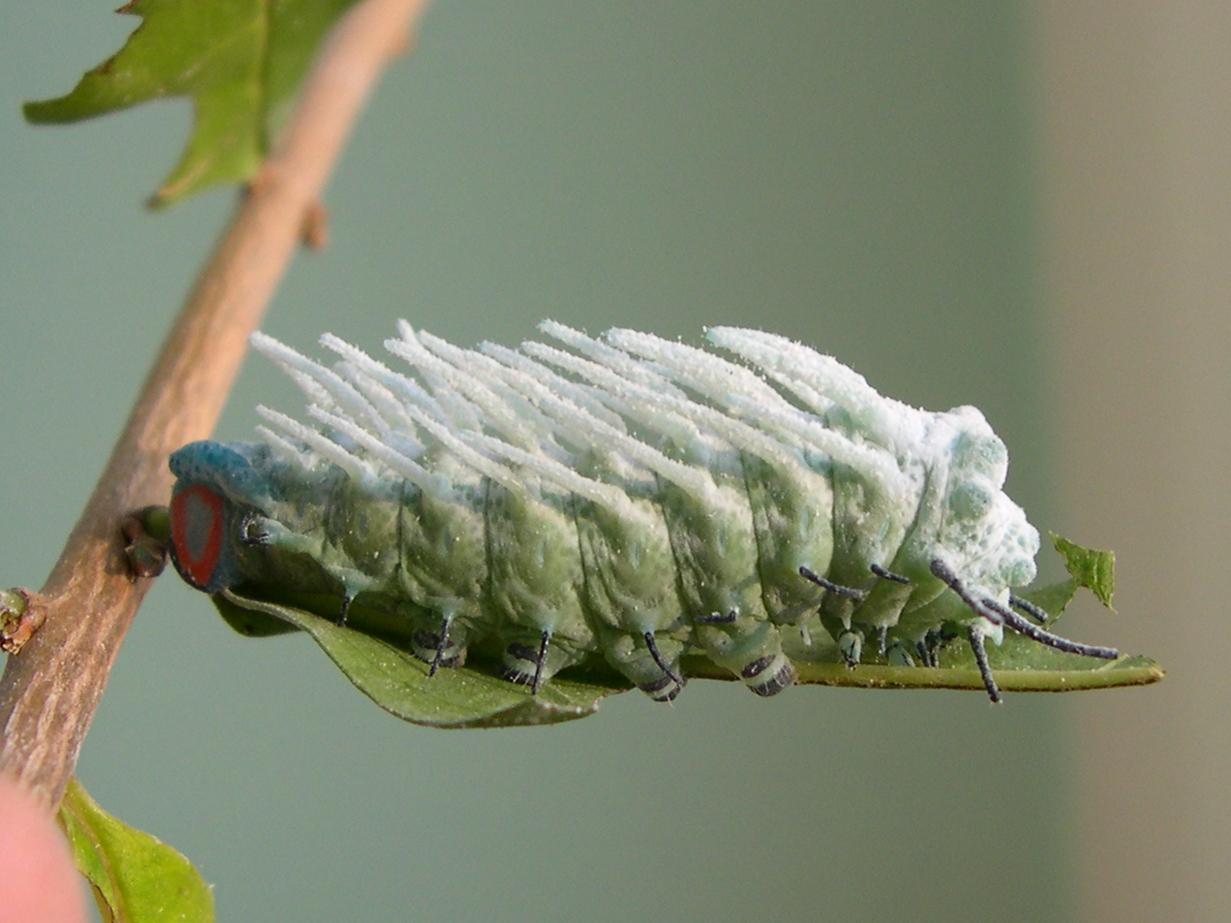 attacus_atlas_ch1amd
