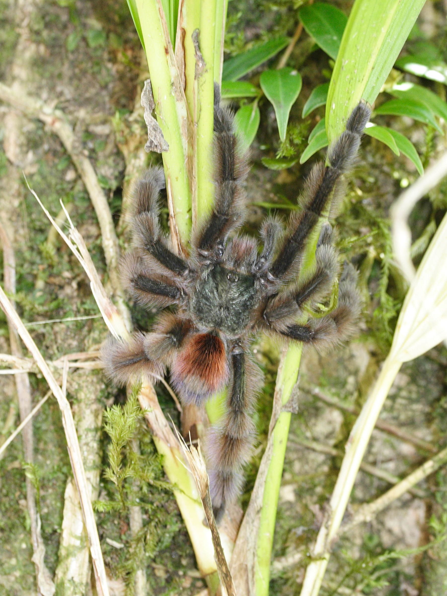 avicularia_versicolor4md