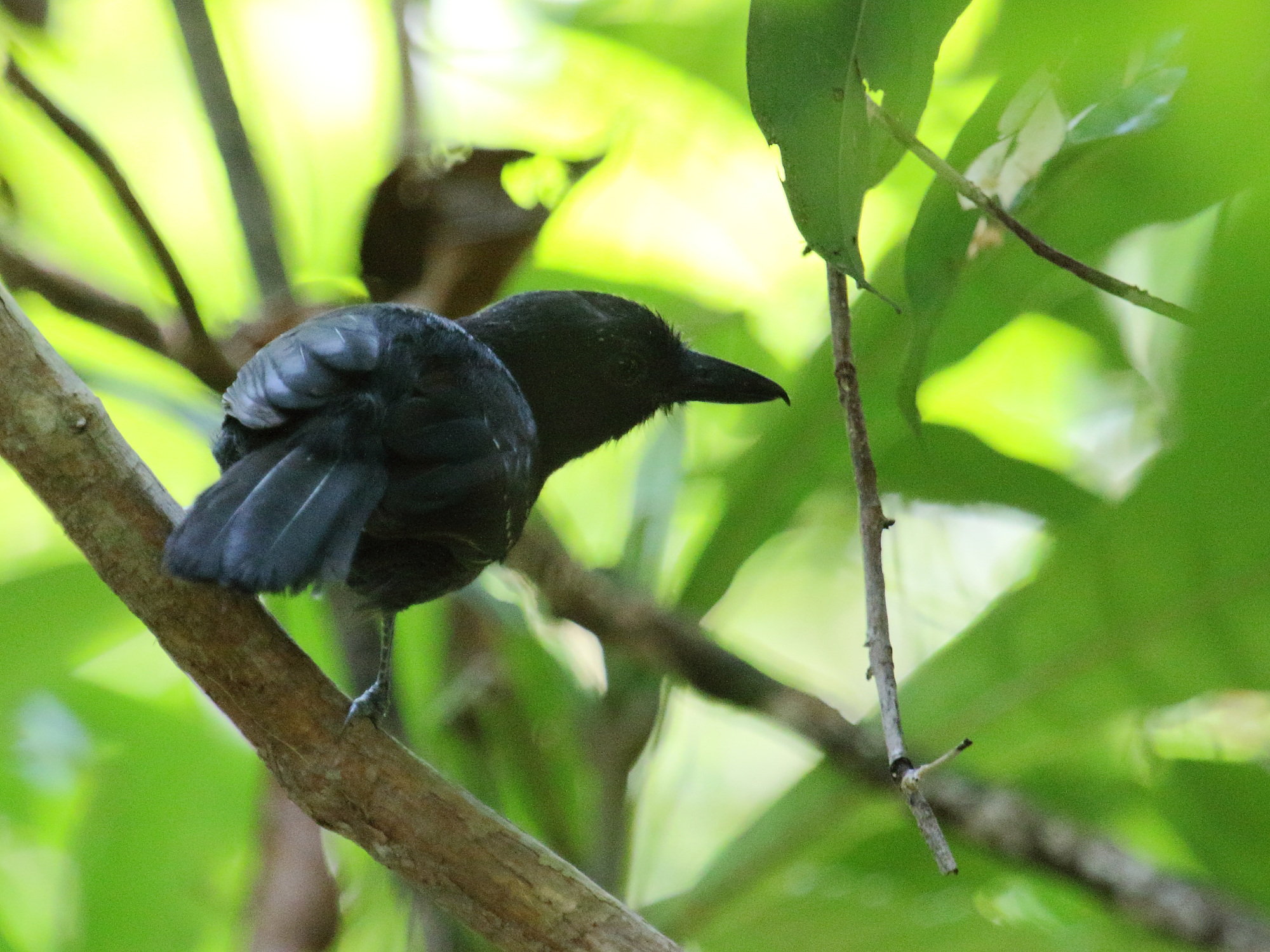 batara_capucin_-_thamnophilus_bridgesi1bd