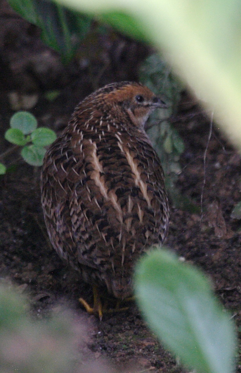 caille_peinte_de_chine_-_coturnix_chinensis1bd