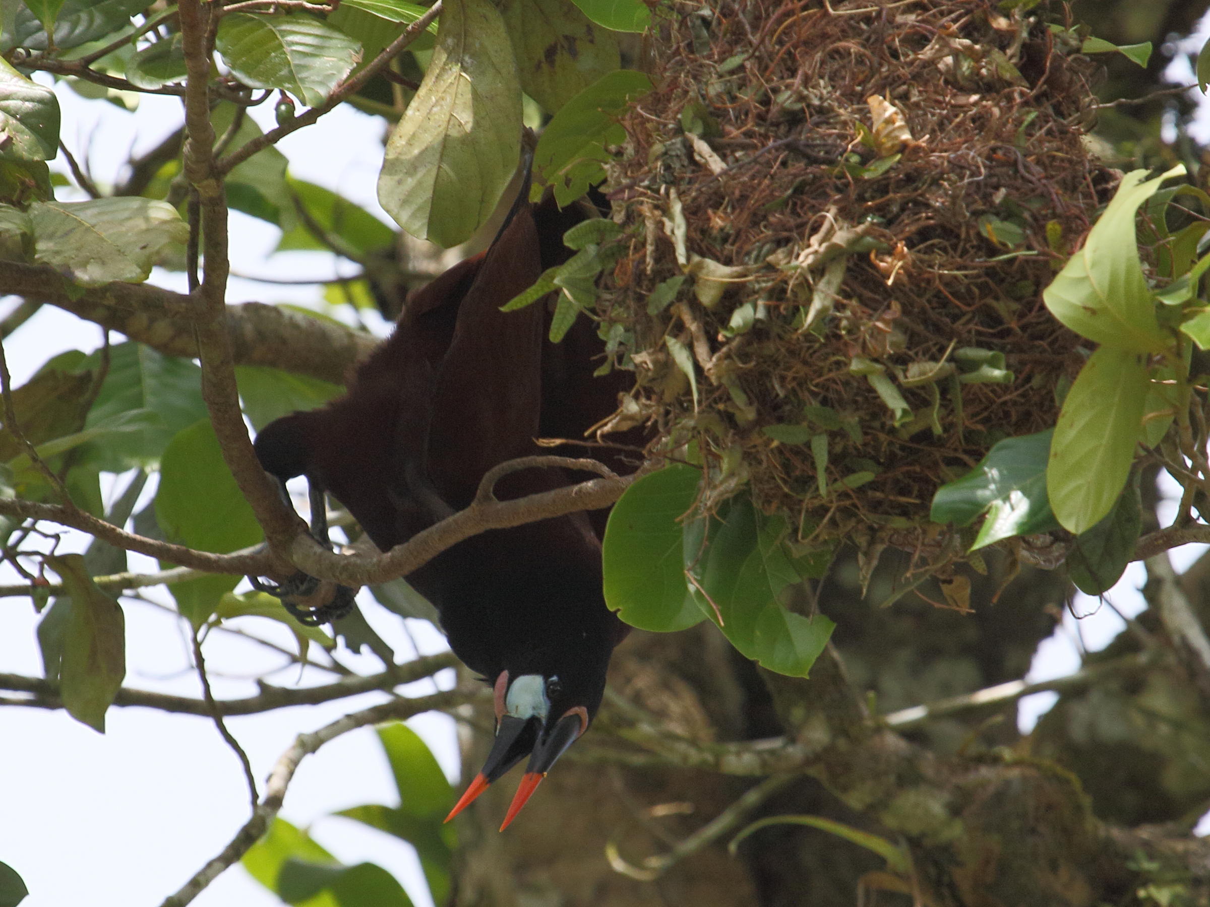 cassique_de_montezuma_-_psarocolius_montezuma2bd