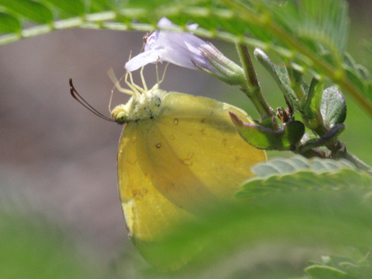 catopsilia_thauruma1bd