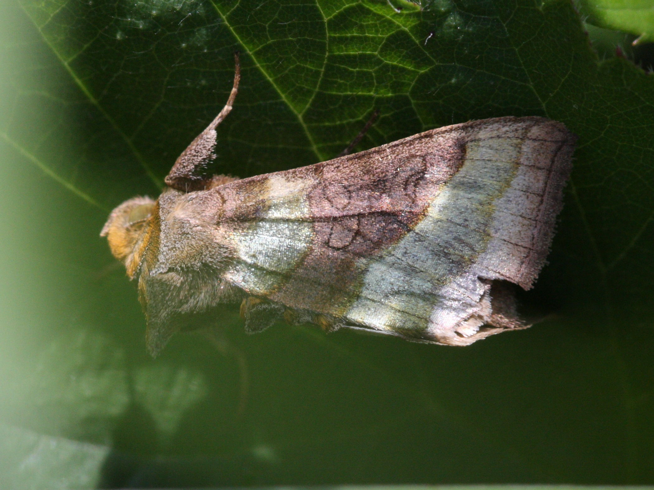 diachrysia_chrysitis1bd