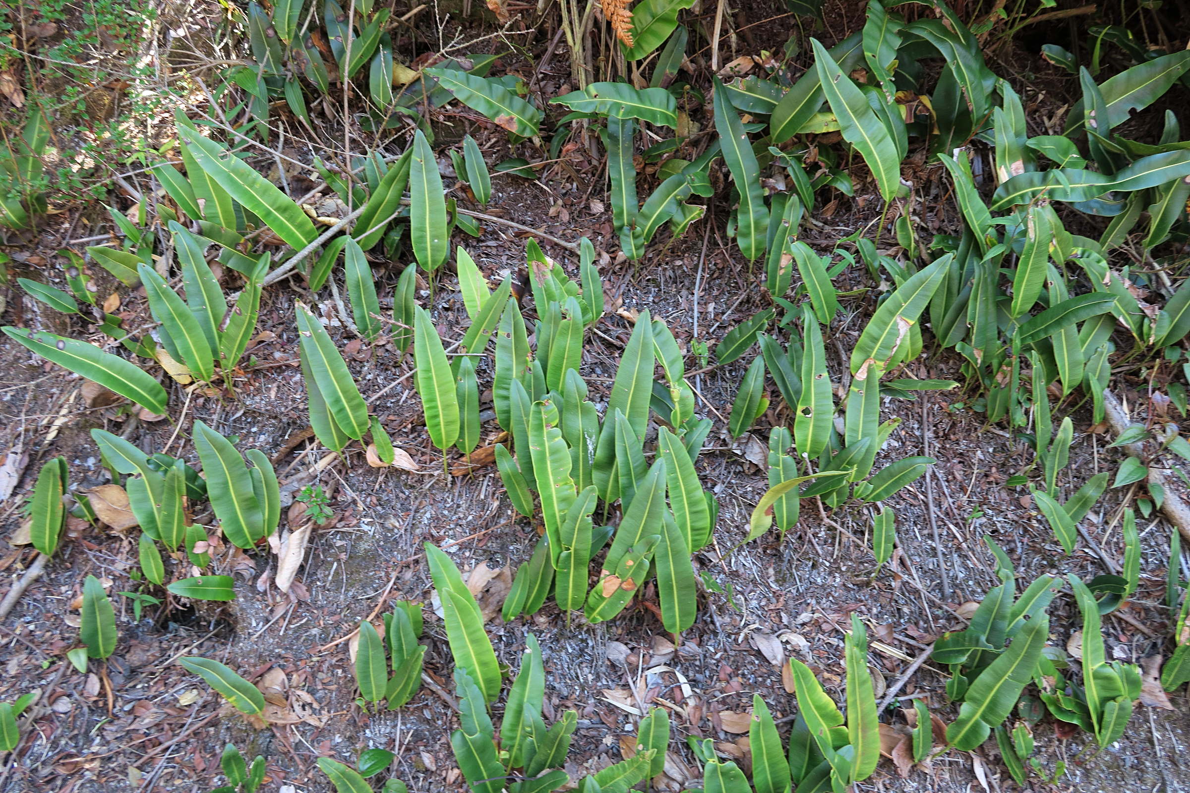 elaphoglossum_lingua2md