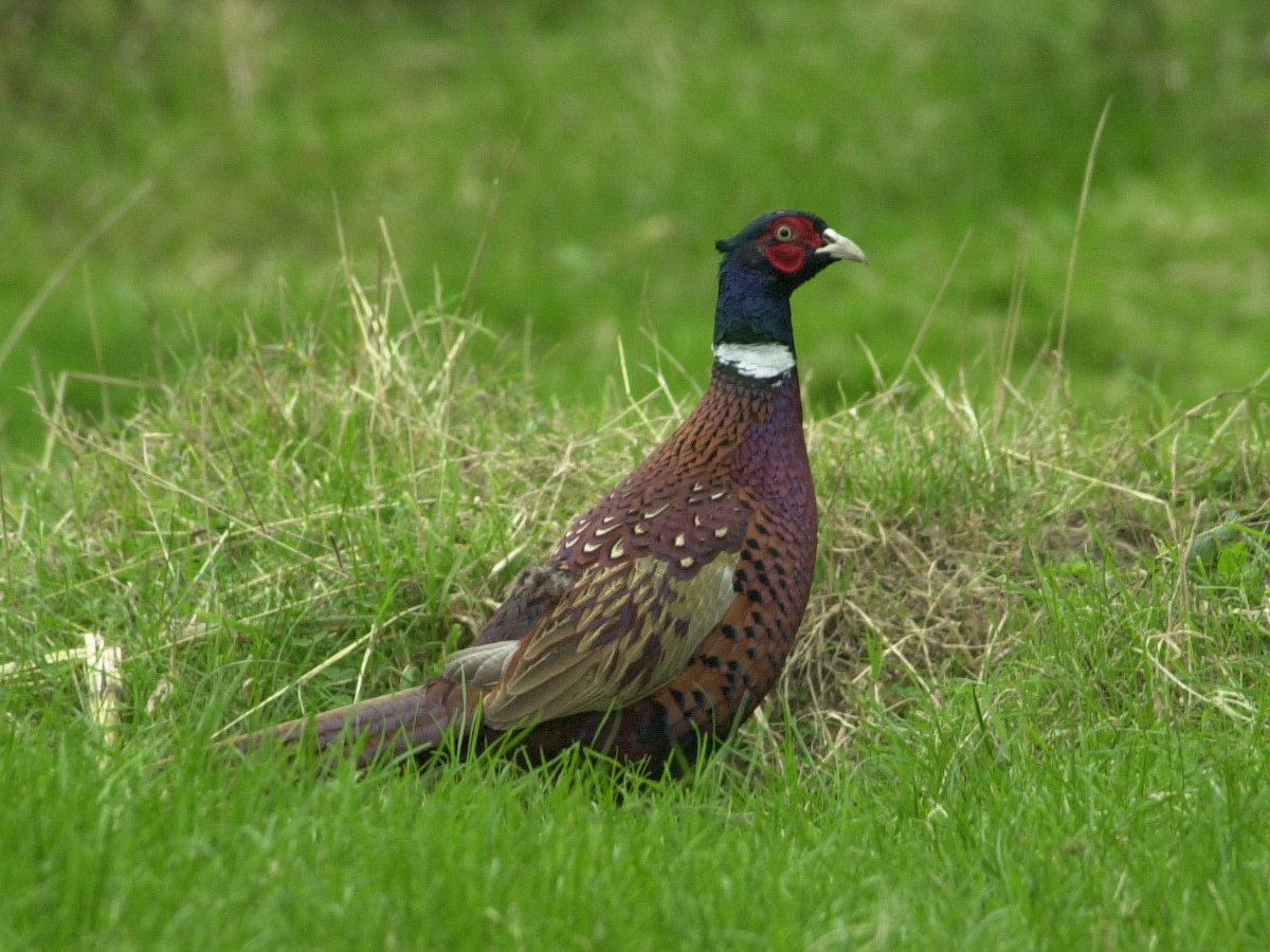 faisan_de_colchide_-_phasianus_colchicus2bd