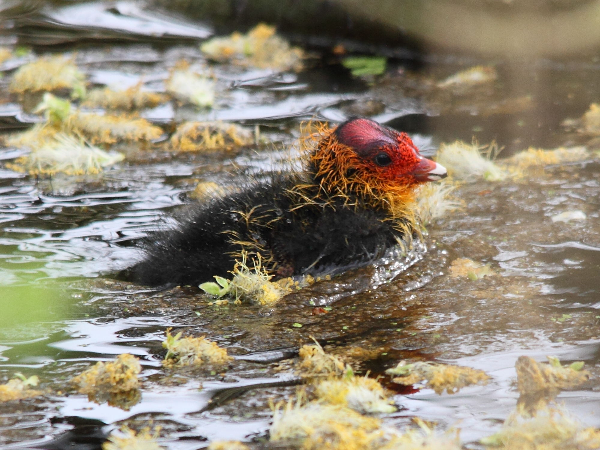 foulque_macroule_-_fulica_atra3md