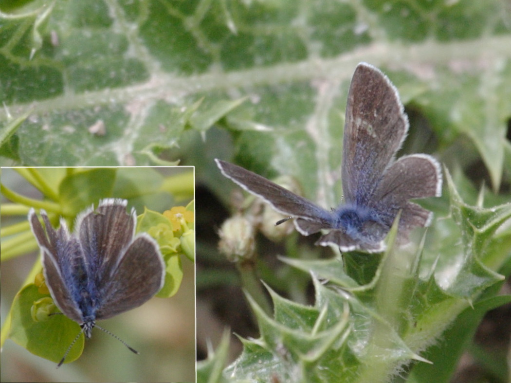 glaucopsyche_melanops1bd