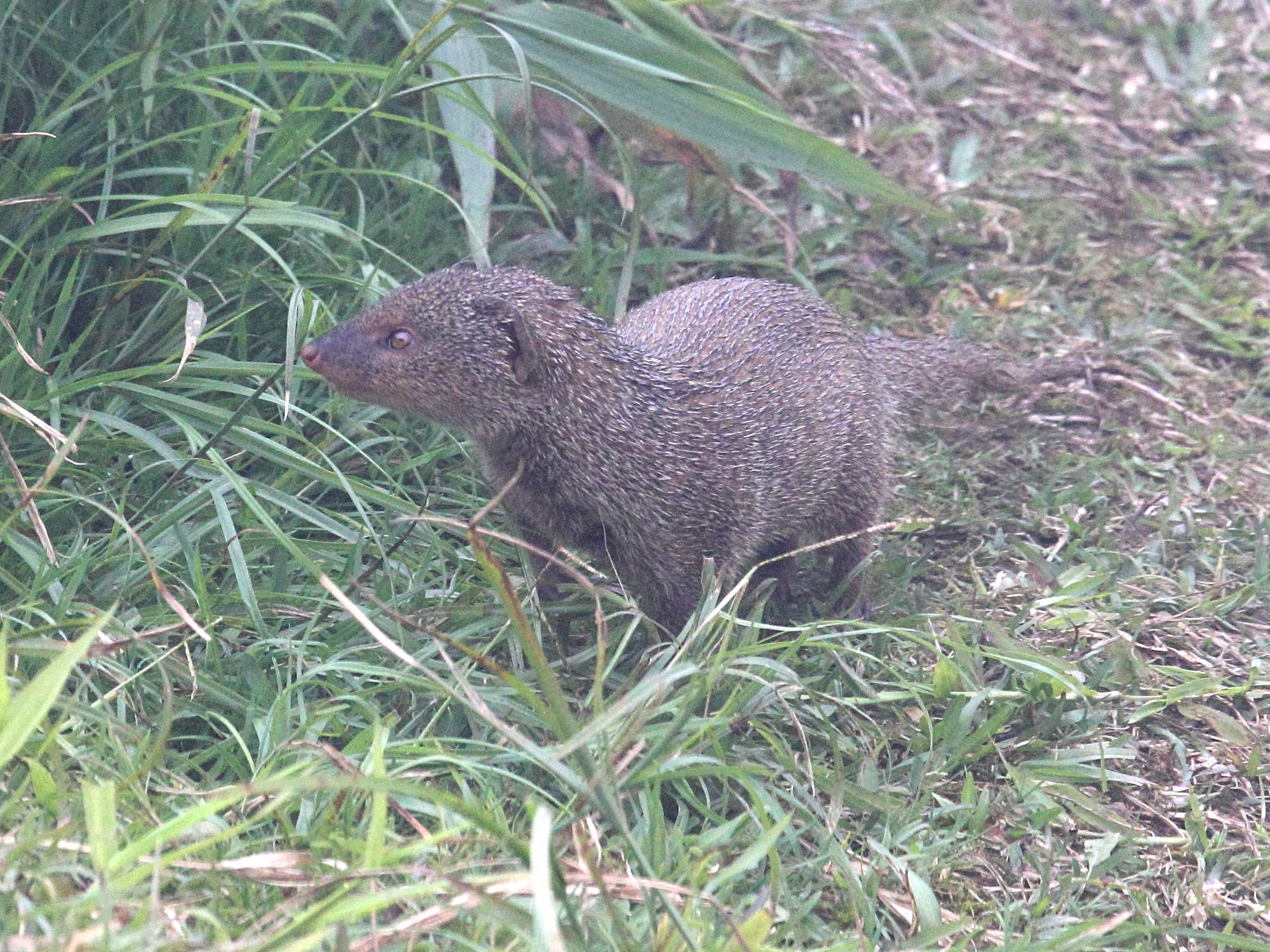 herpestes_auropunctatus3sd