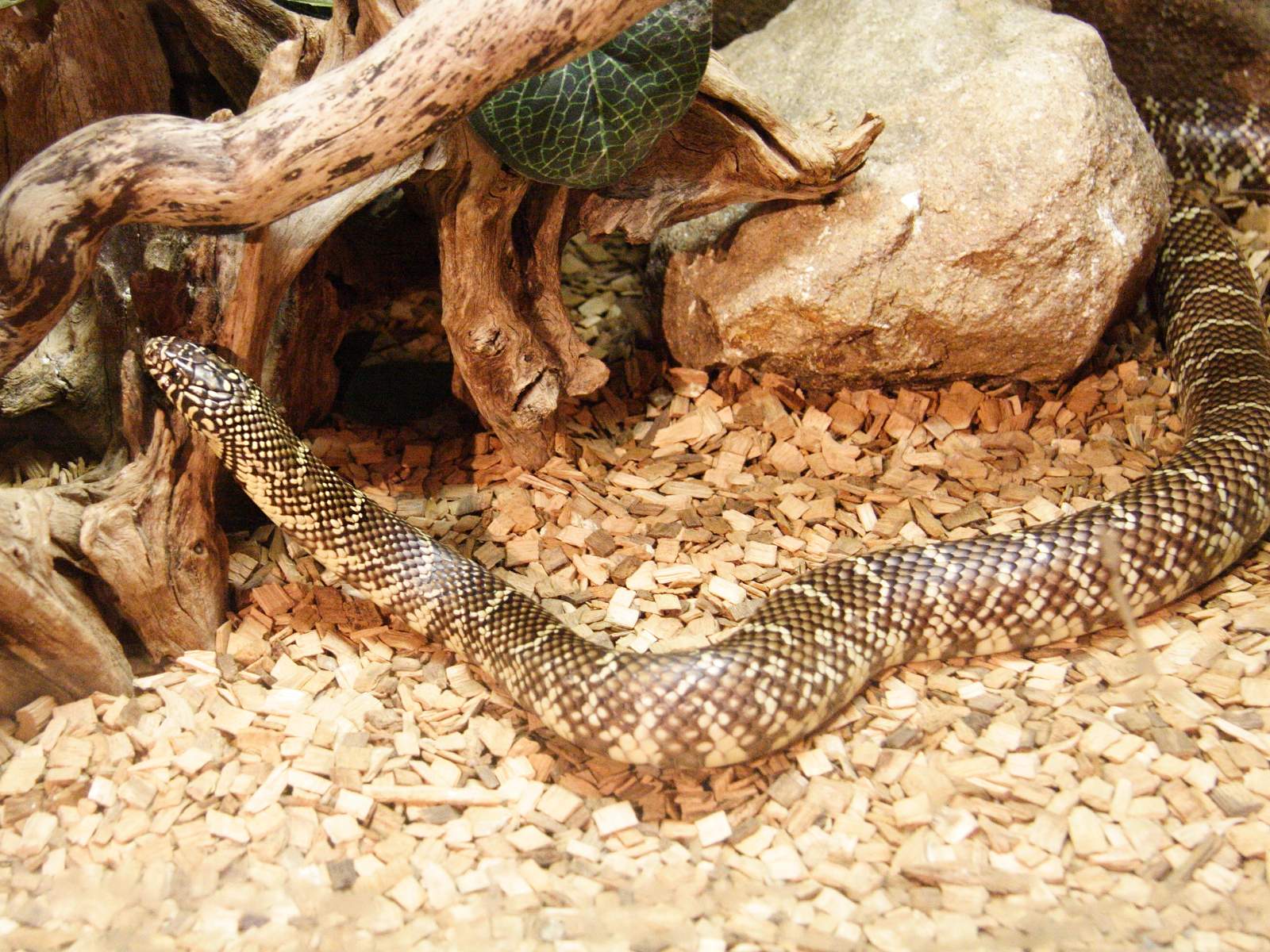 Afficher le média lampropeltis_getulus_floridana3md lampropeltis_getulus_floridana3md