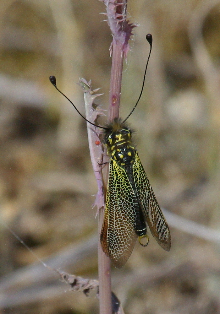 Afficher le média libelloides_longicornis3bd libelloides_longicornis3bd