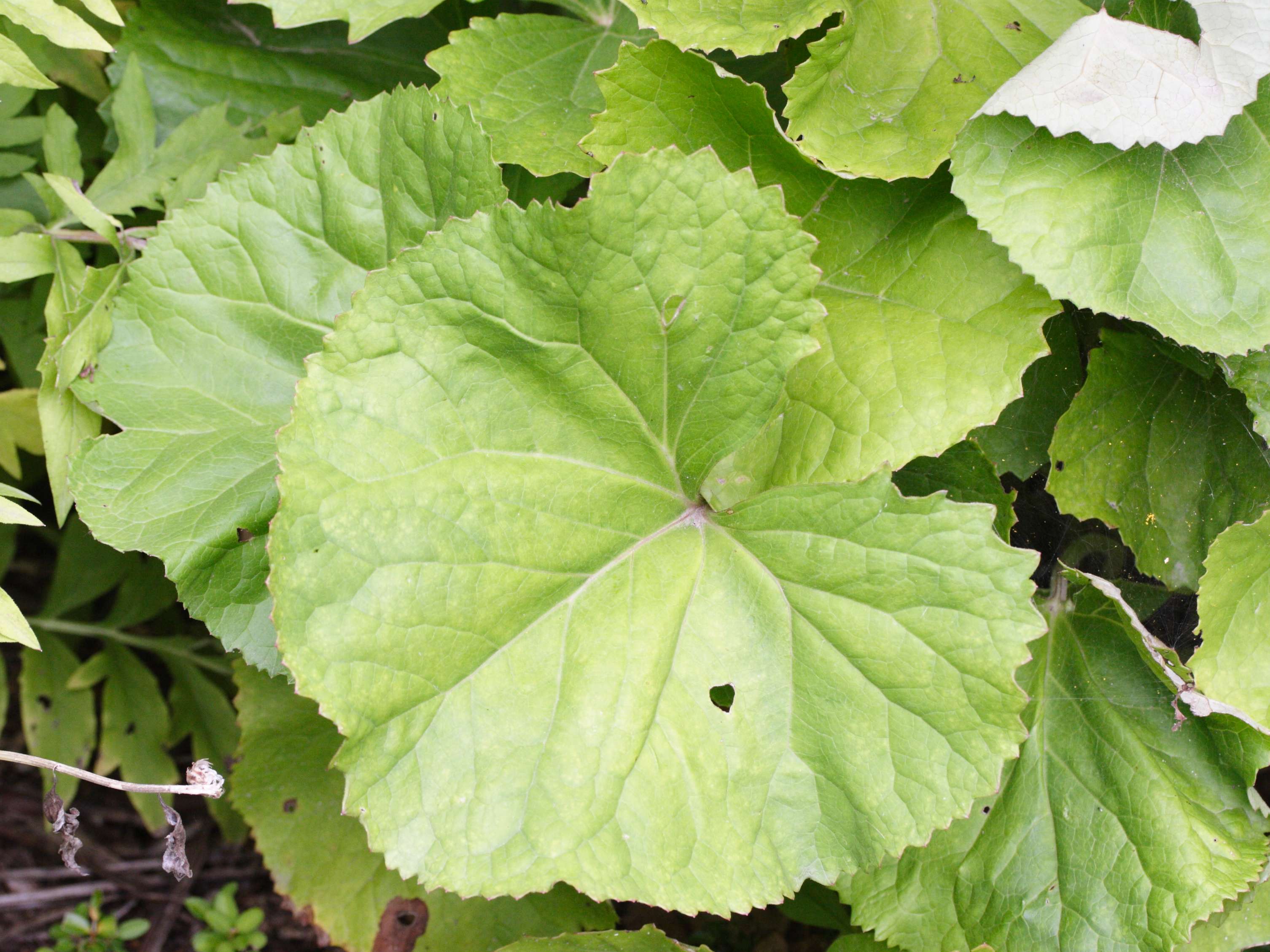 ligularia_dentata3md