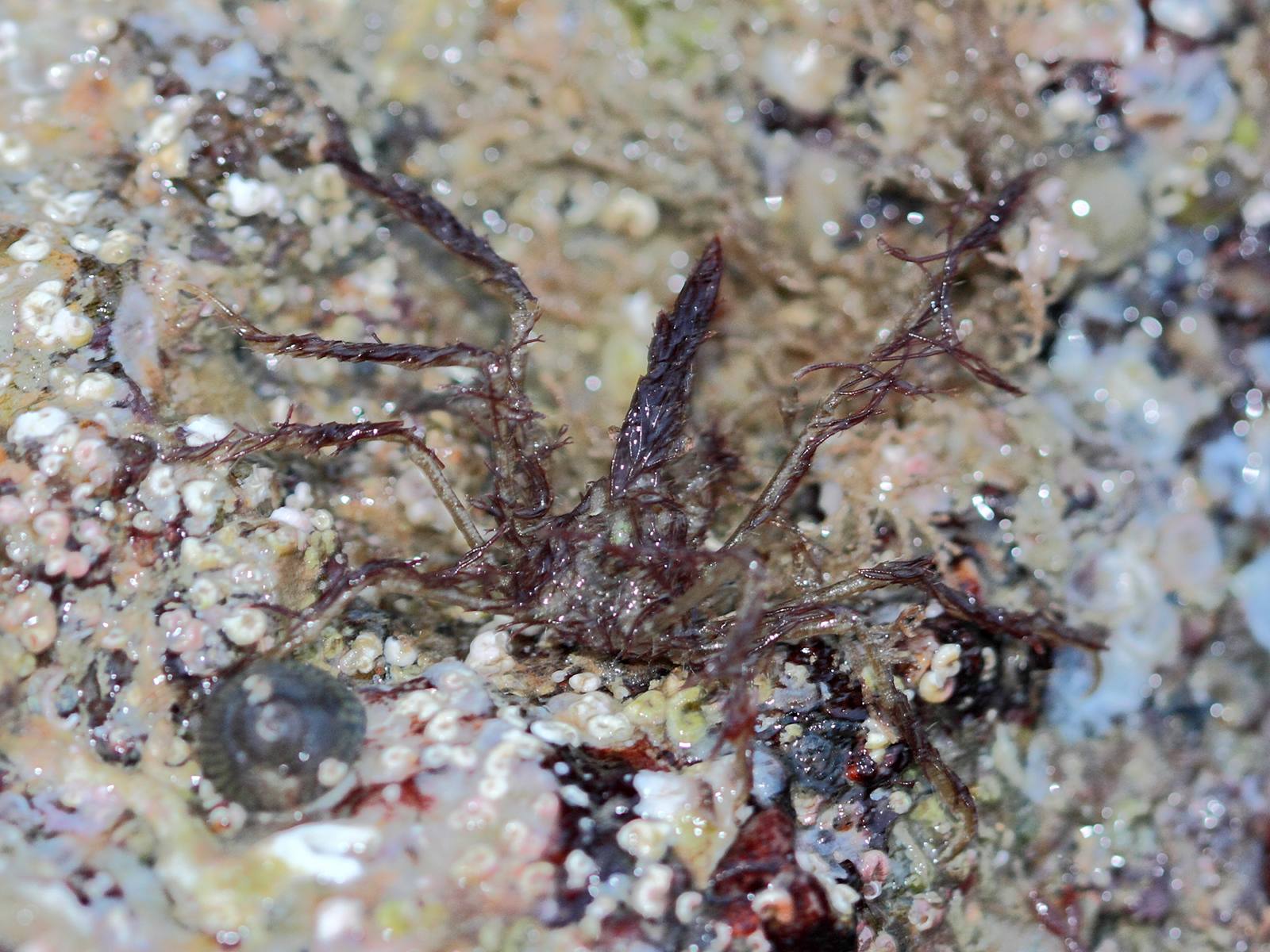 macropodia_rostrata3bd