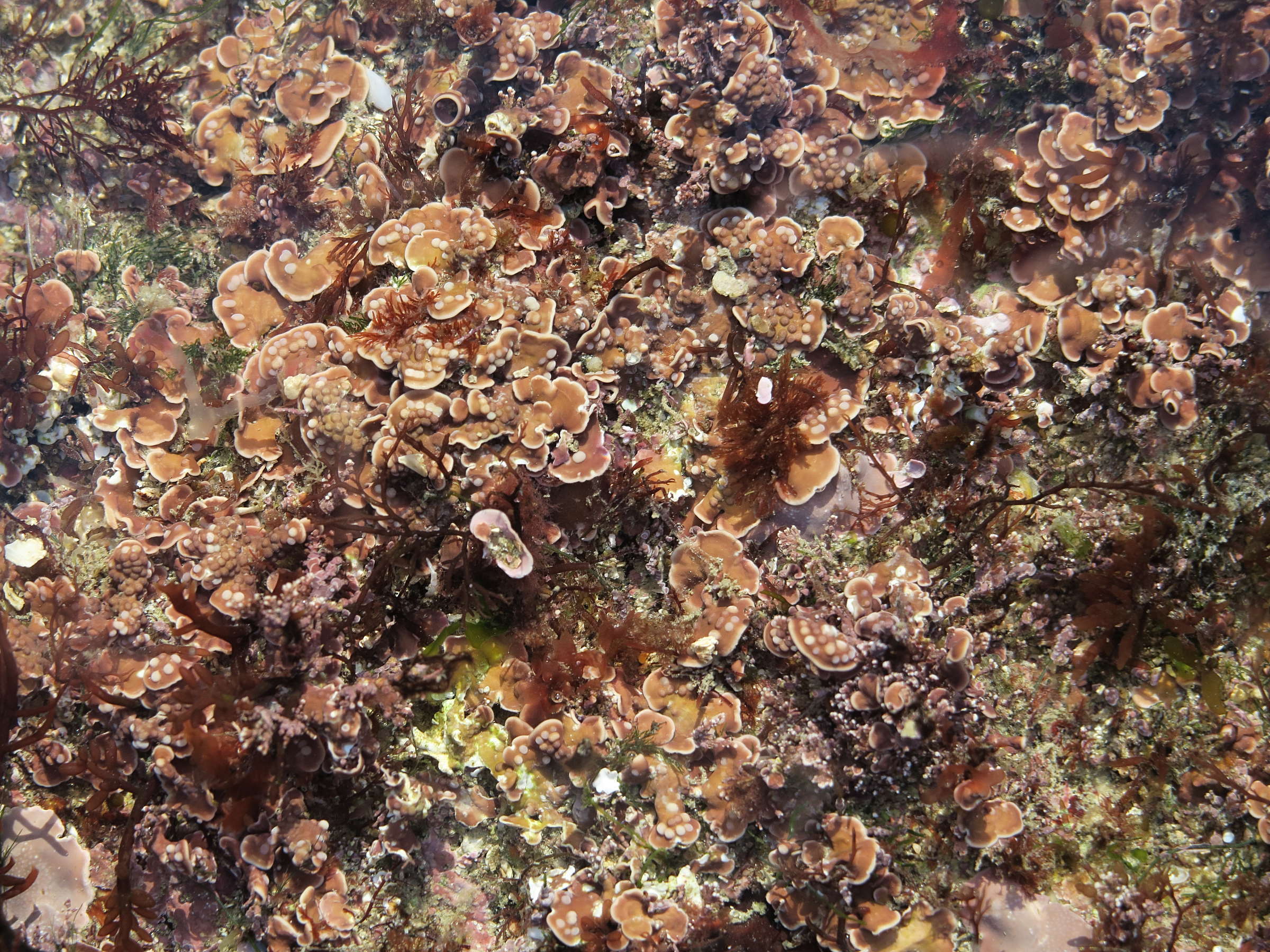 Afficher le média mesophyllum_lichenoides1md mesophyllum_lichenoides1md