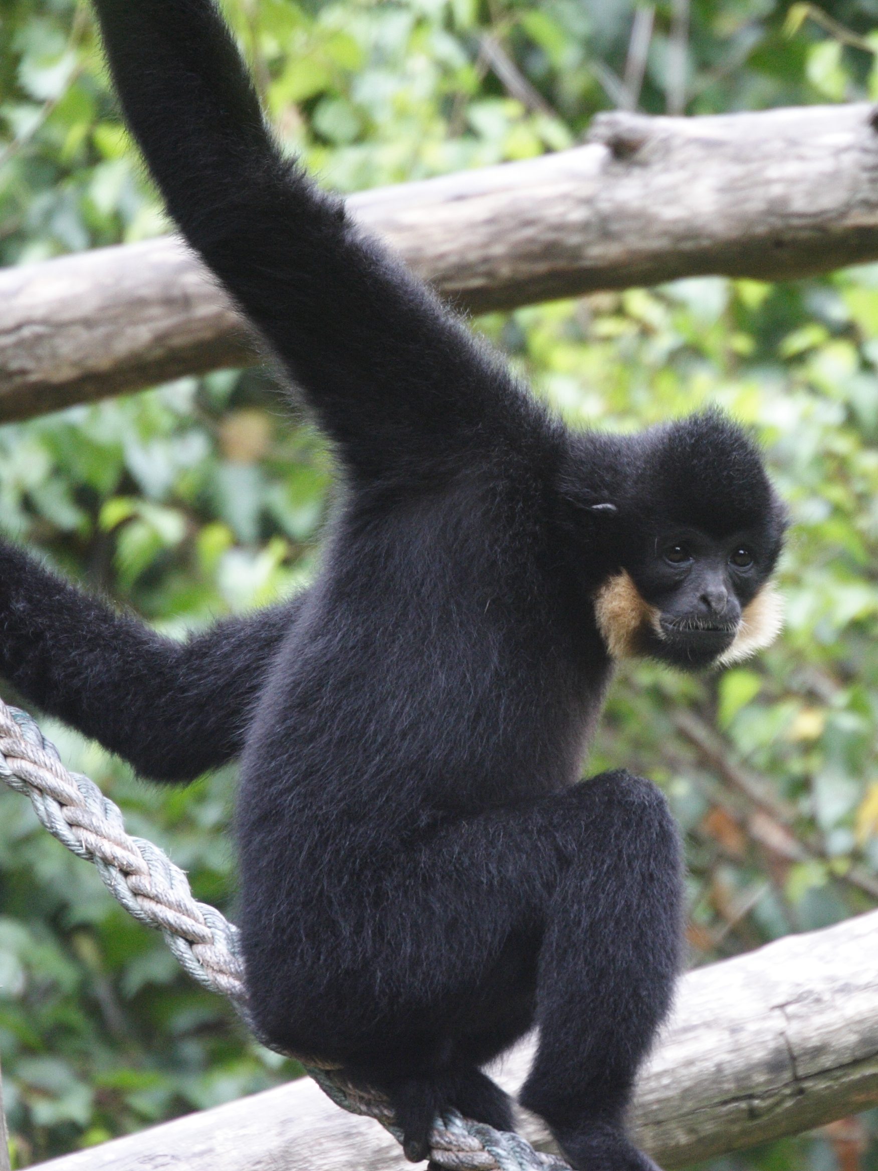 nomascus_gabriellae2md