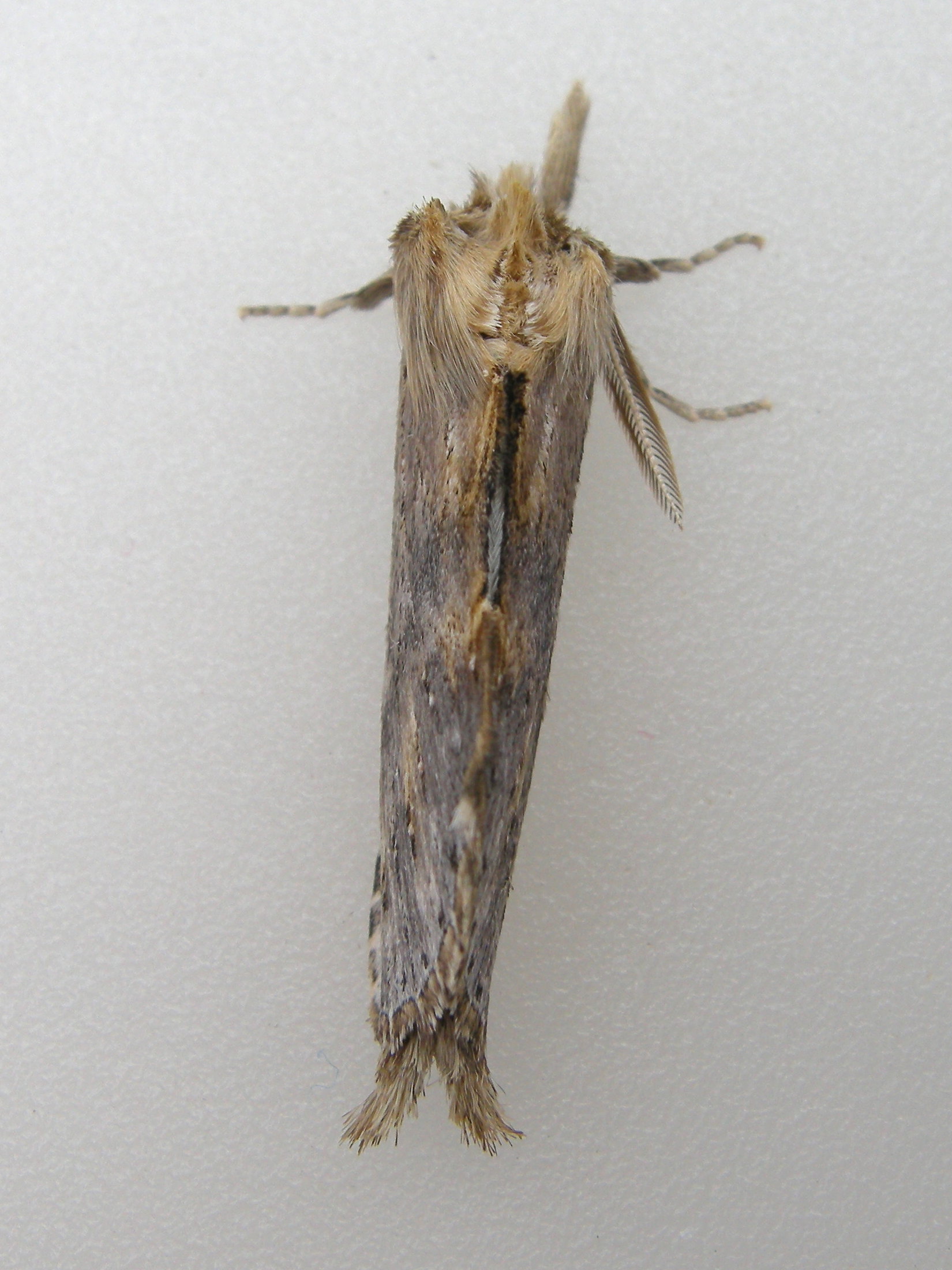 pterostoma_palpina2md