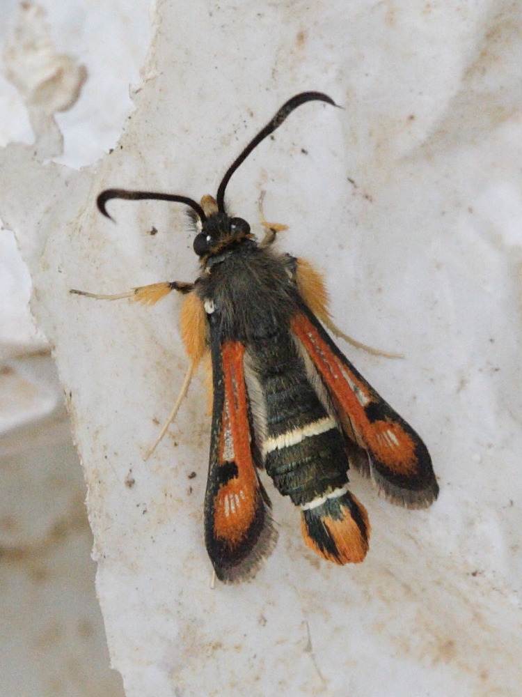 Afficher le média pyropteron_chrysidiformis1md pyropteron_chrysidiformis1md