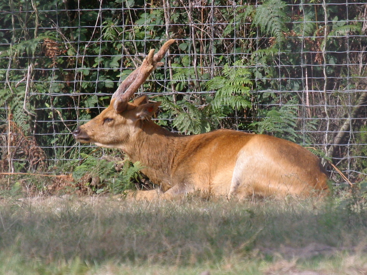 rucervus_duvaucelii2bd