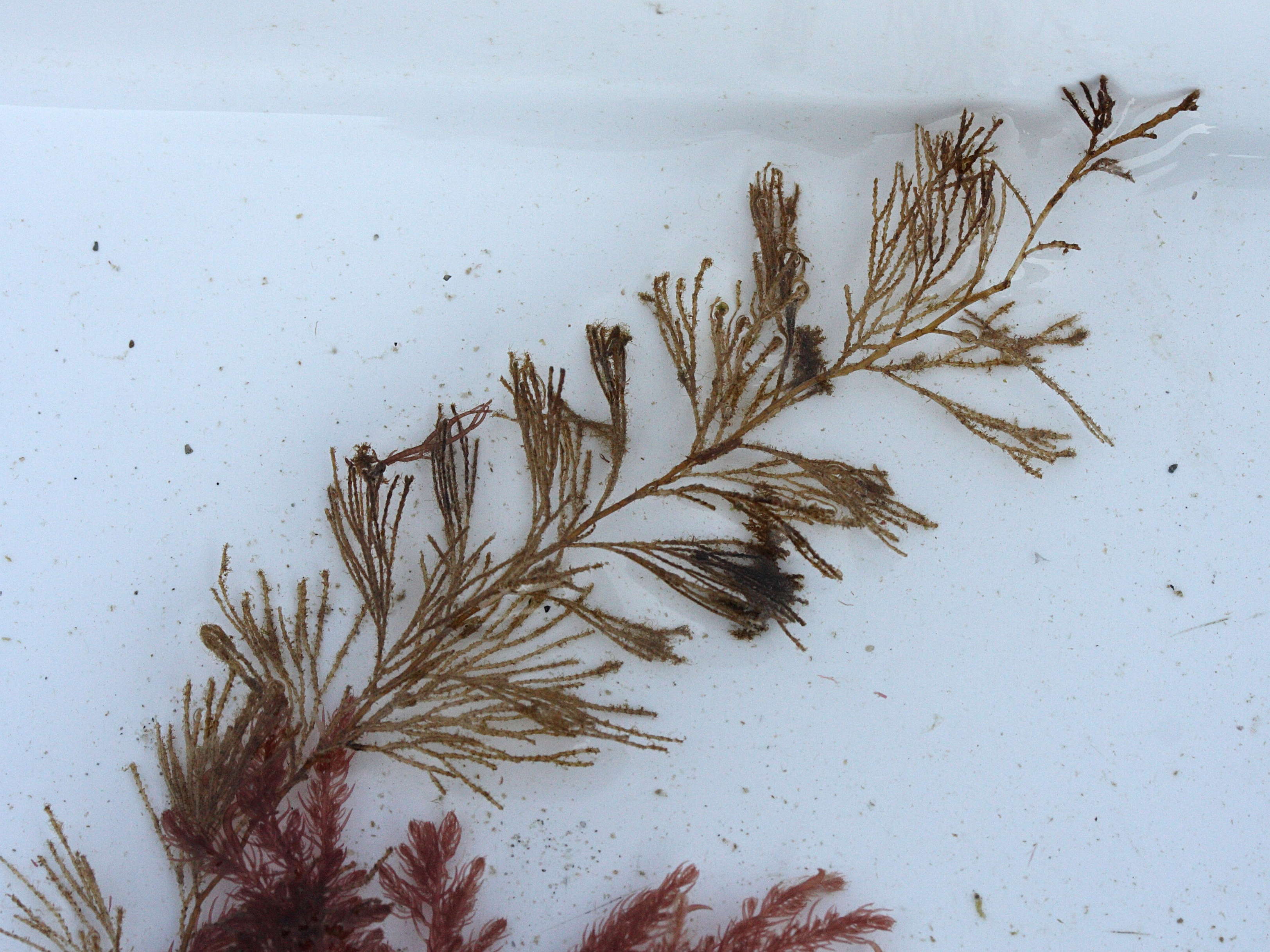 sertularia_cupressina3md