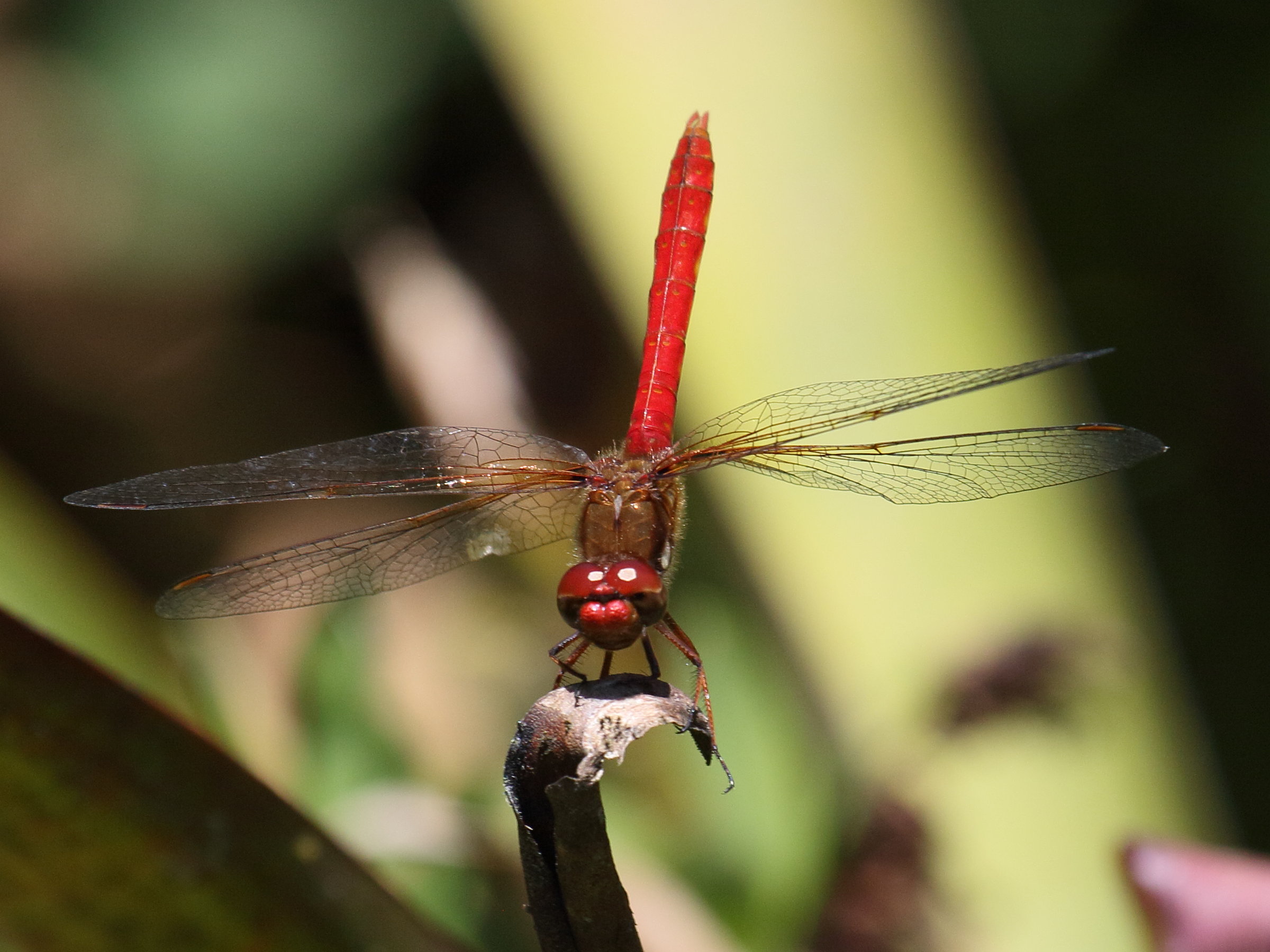 sympetrum_illotum1bd