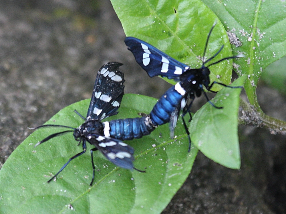 syntomeida_syntomoides2bd