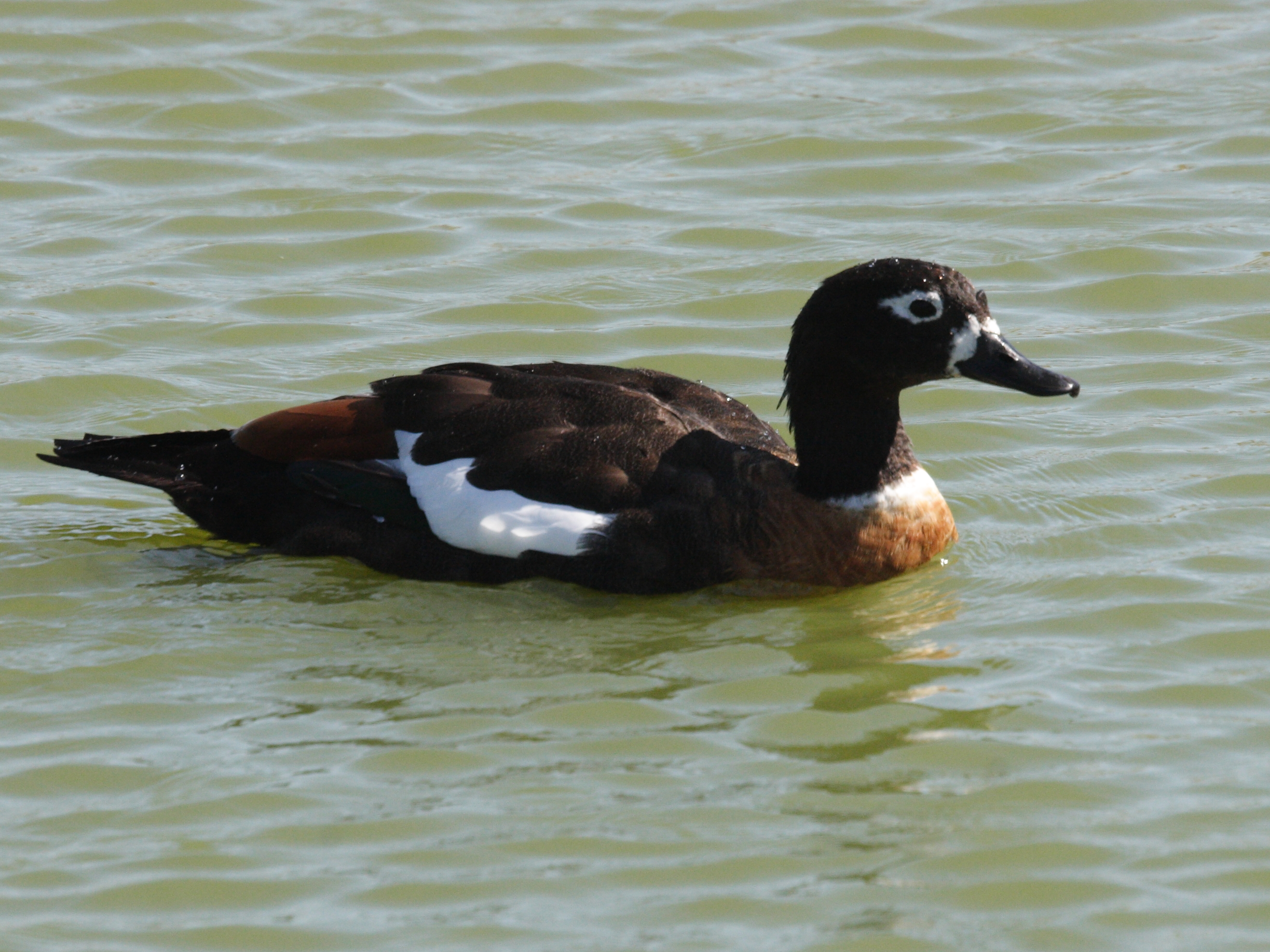 tadorne_d-australie_-_tadorna_tadornoides4md