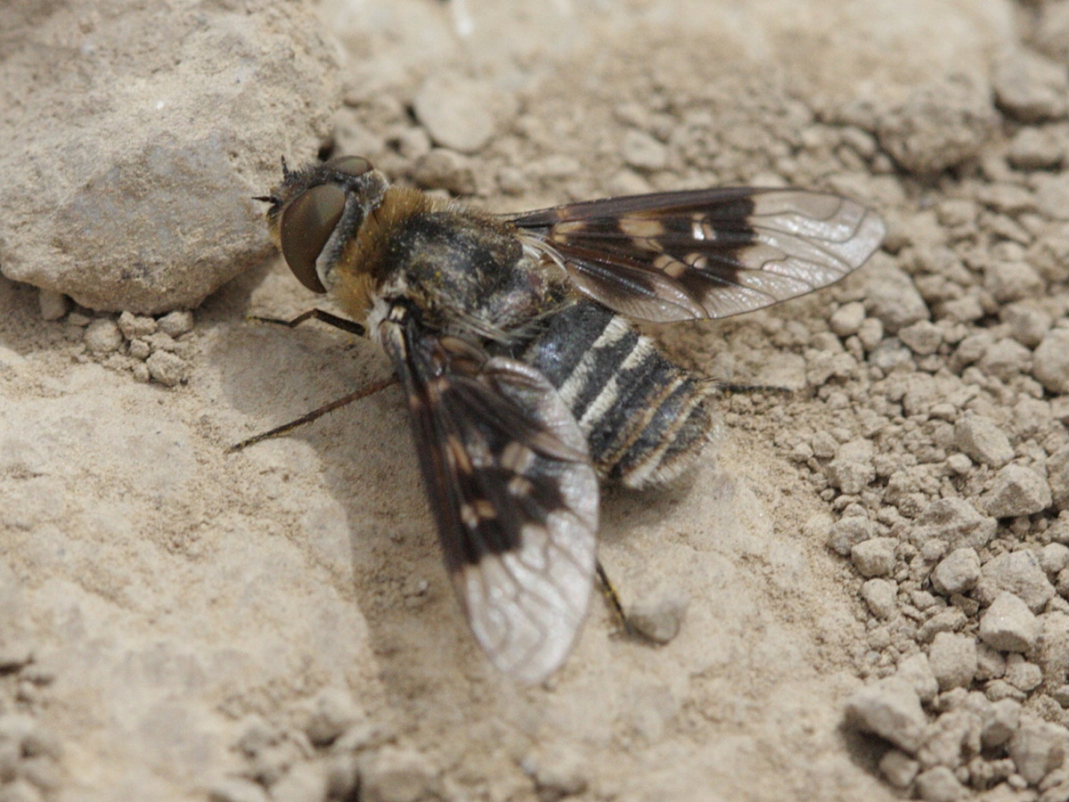 thyridanthrax_fenestratus1bd