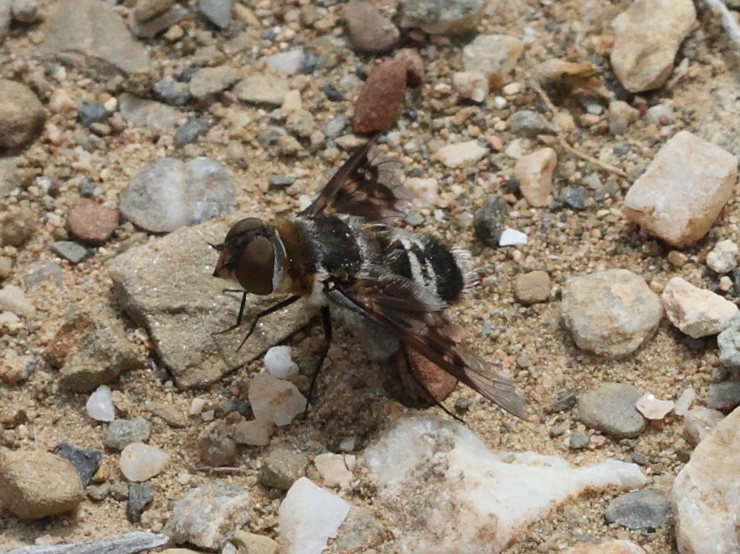 thyridanthrax_perspicillaris1bd