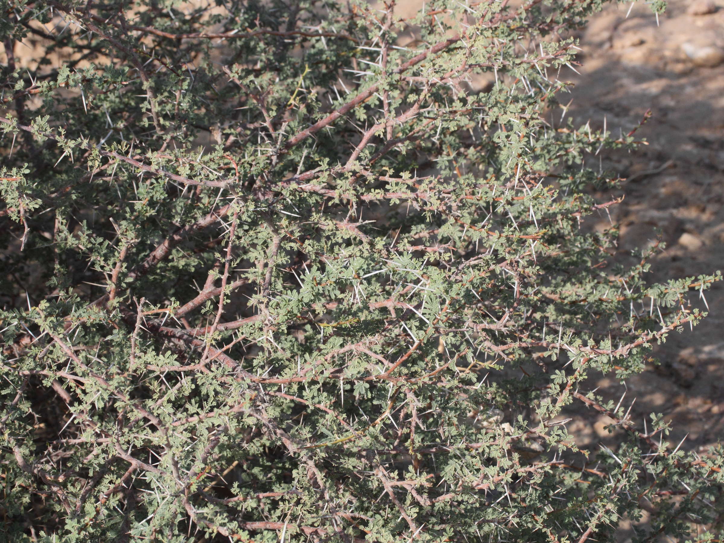 acacia_jacquemontii3md