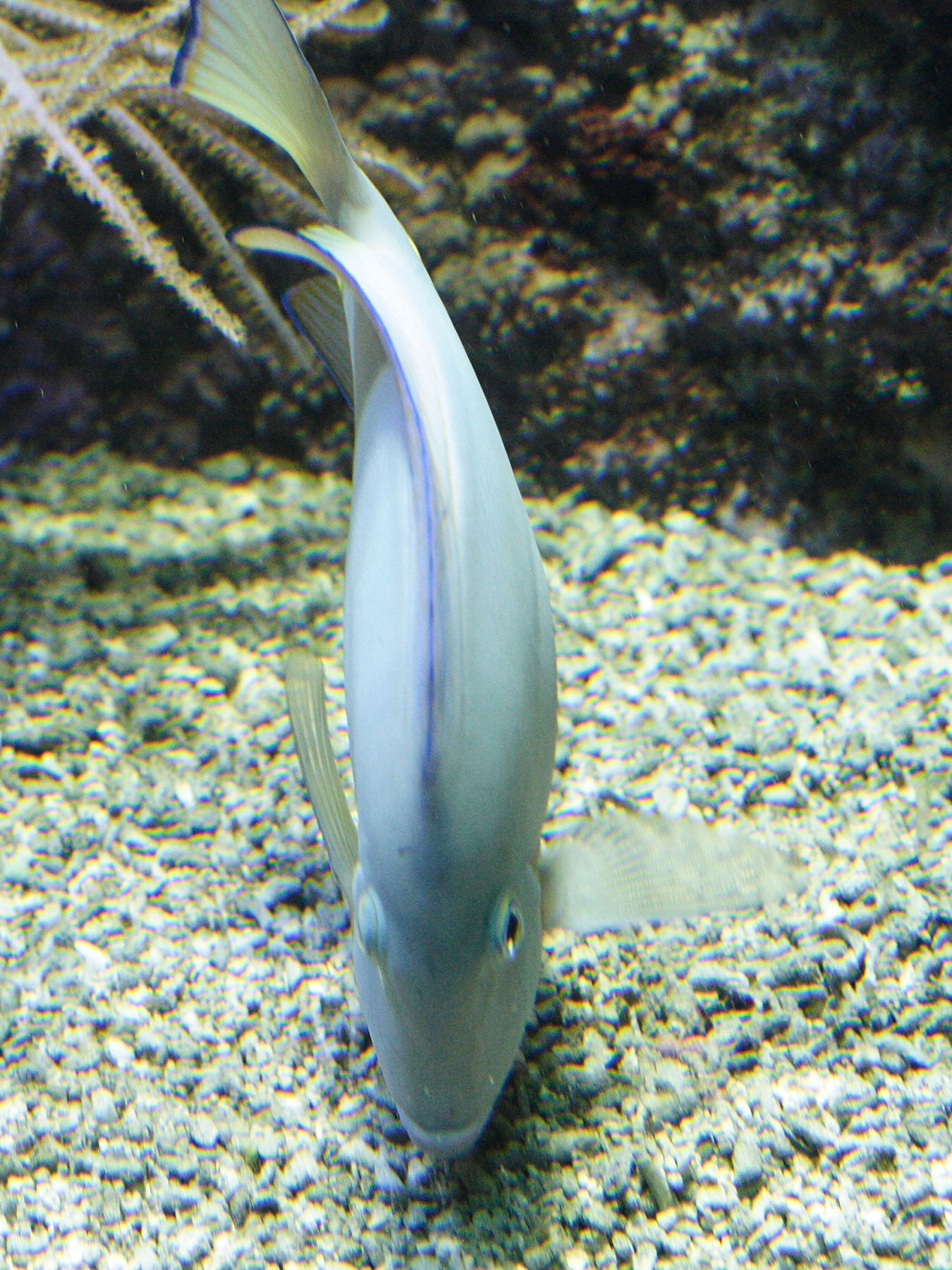 acanthurus_coeruleus2md