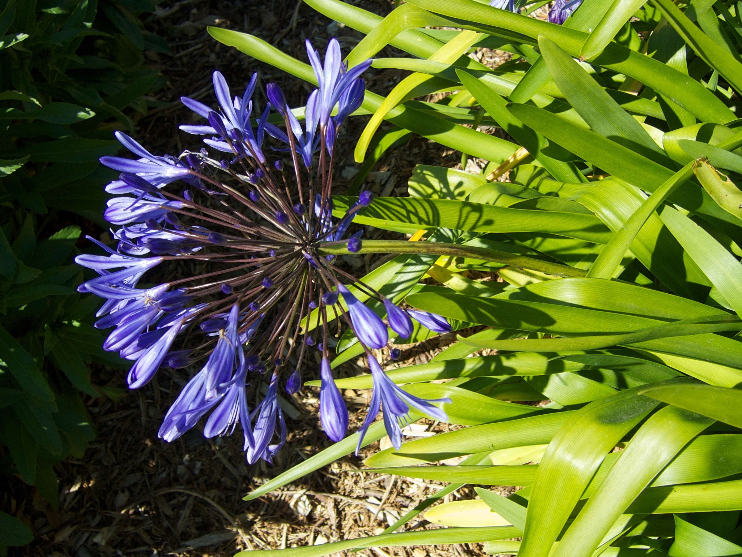 agapanthus_praecox3md