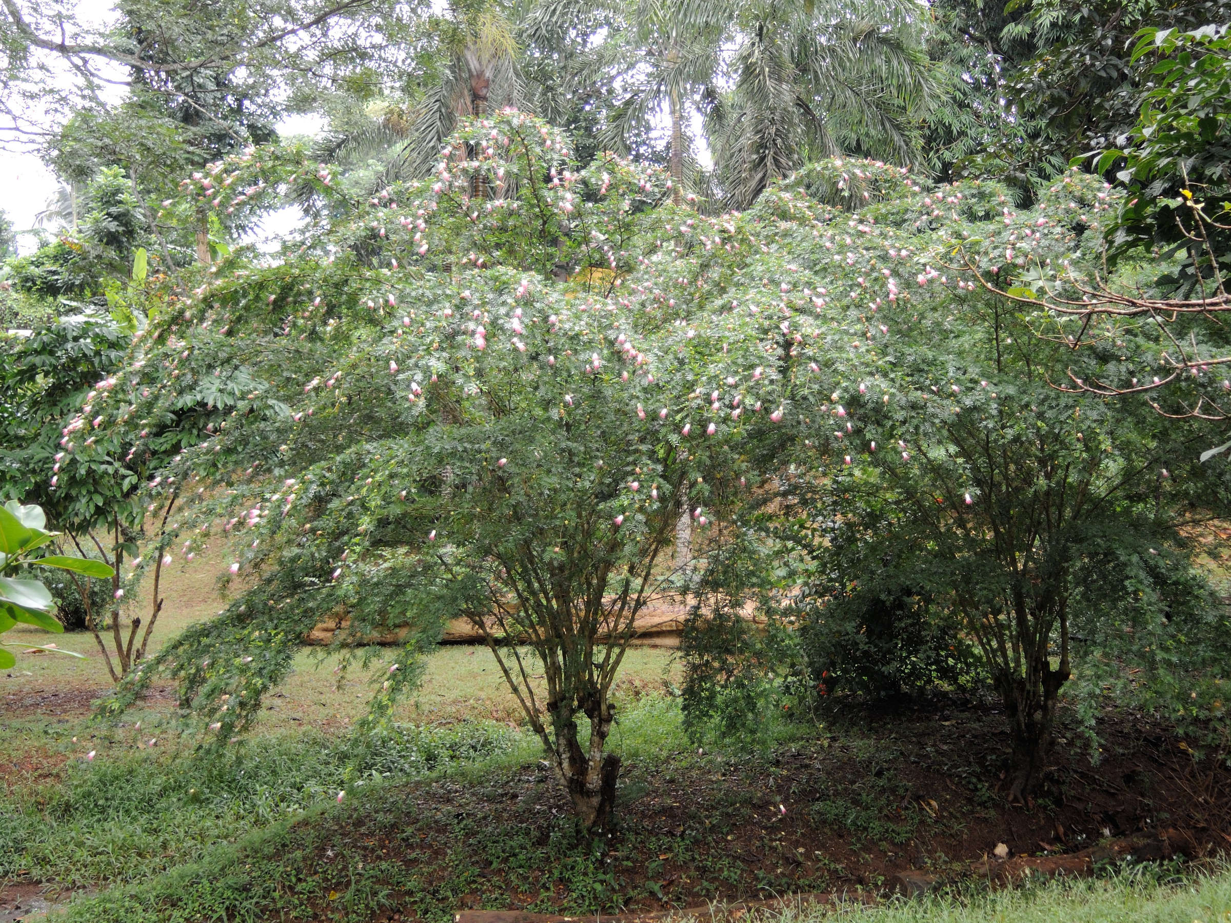 Afficher le média albizia_saman1md albizia_saman1md