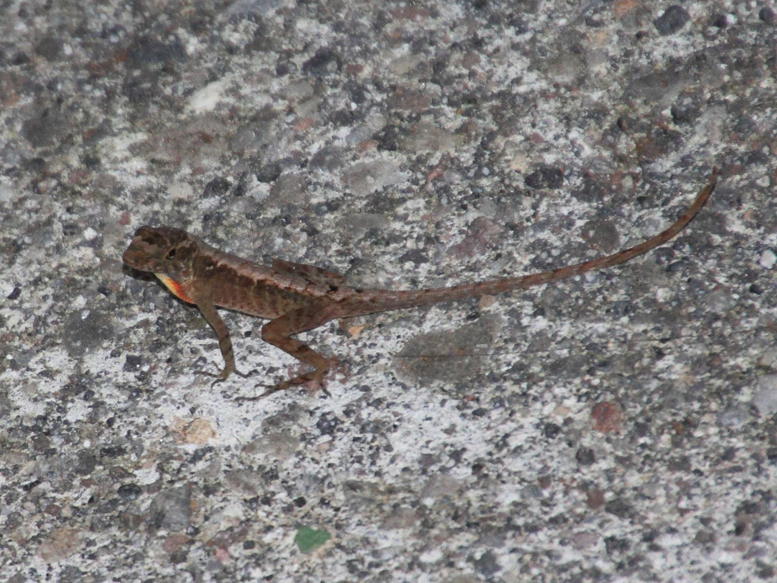 anolis_tropidolepis2md