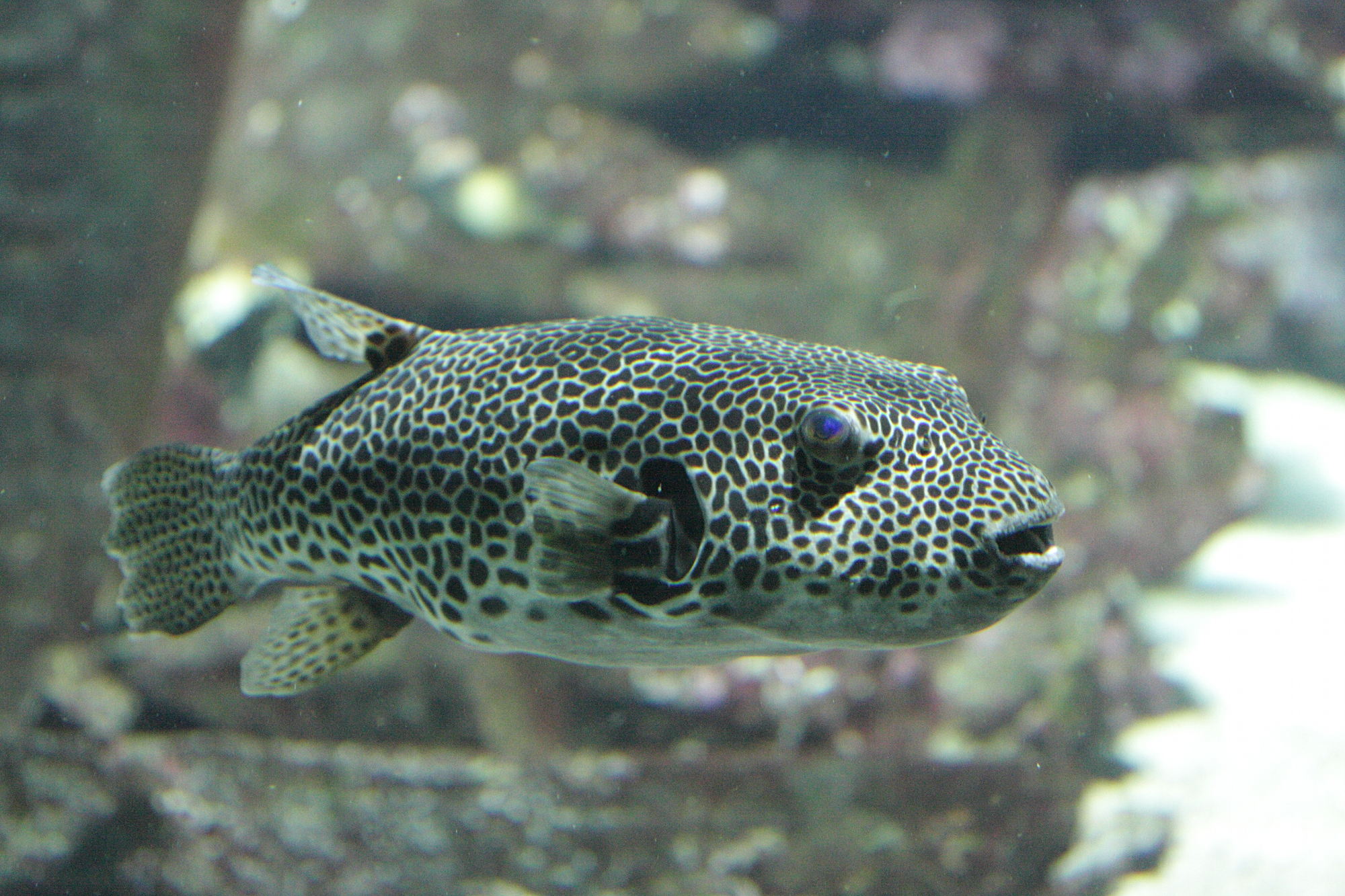 Afficher le média arothron_stellatus1bd arothron_stellatus1bd