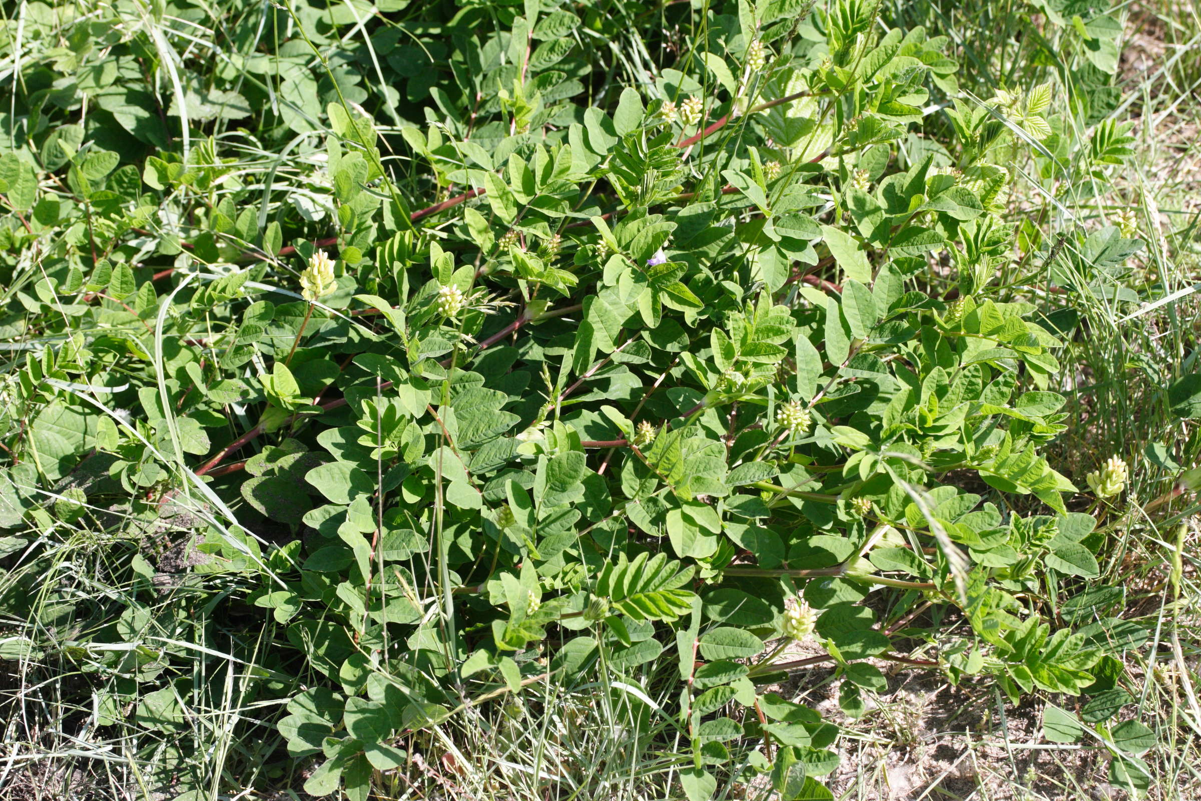 Afficher le média astragalus_glycyphyllos1md astragalus_glycyphyllos1md