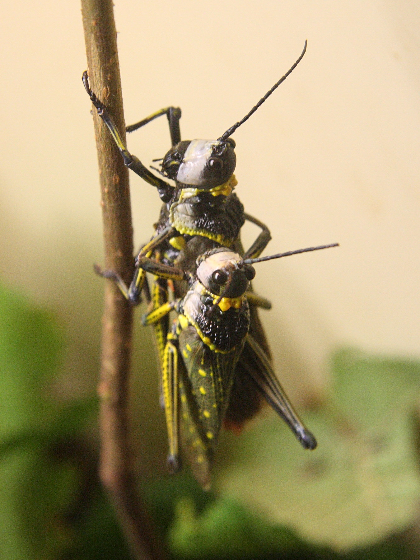 aularches_miliaris1sd