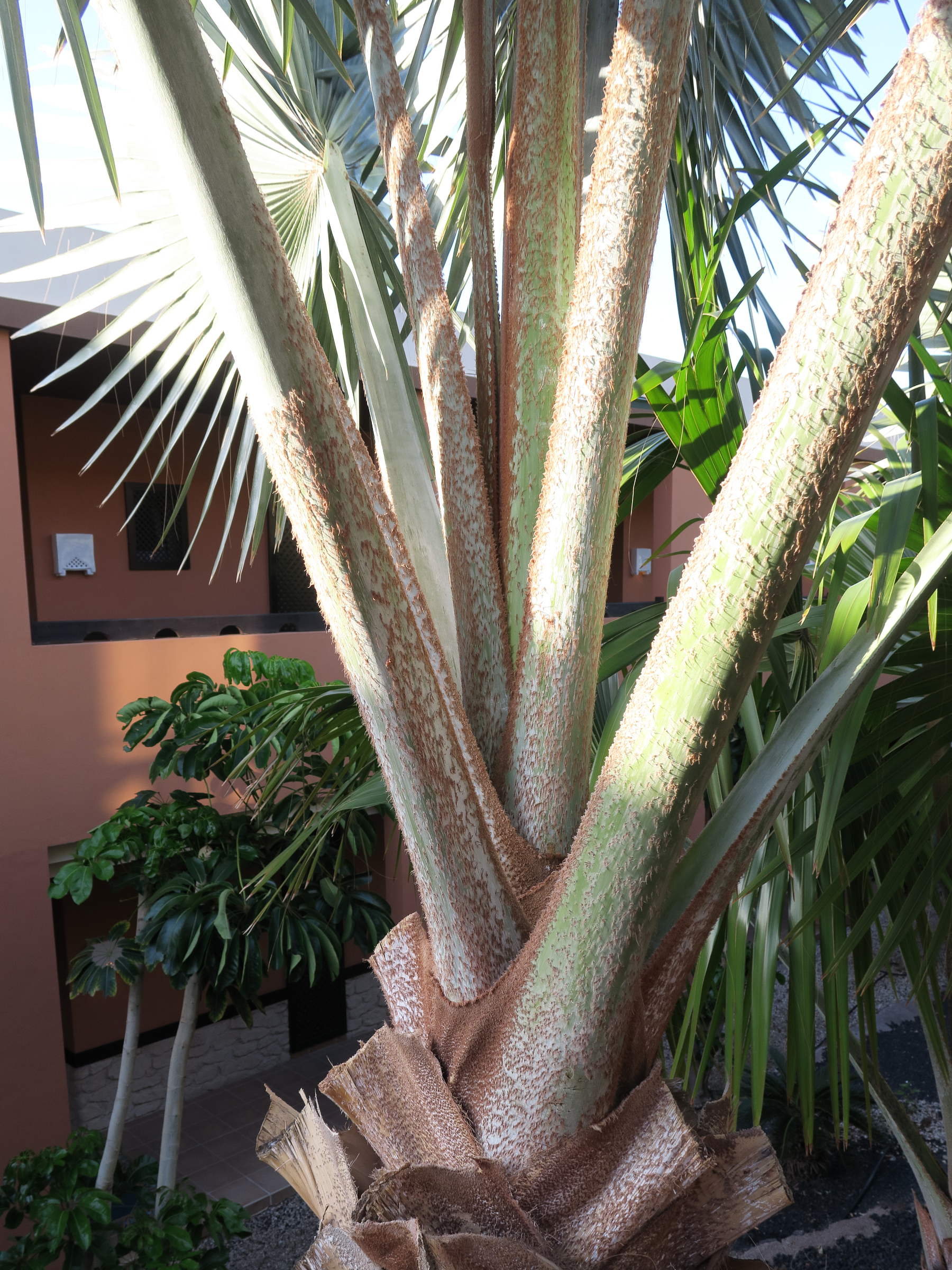 bismarckia_nobilis5md