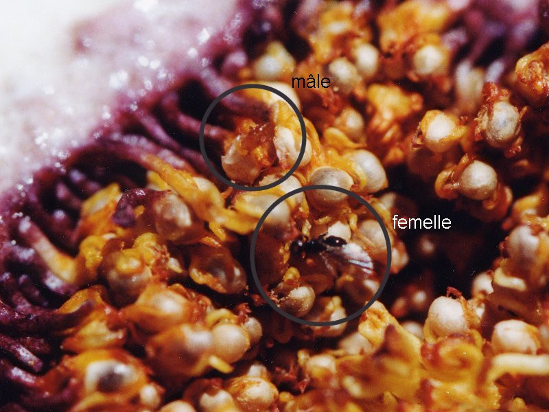 blastophaga_psenes1md