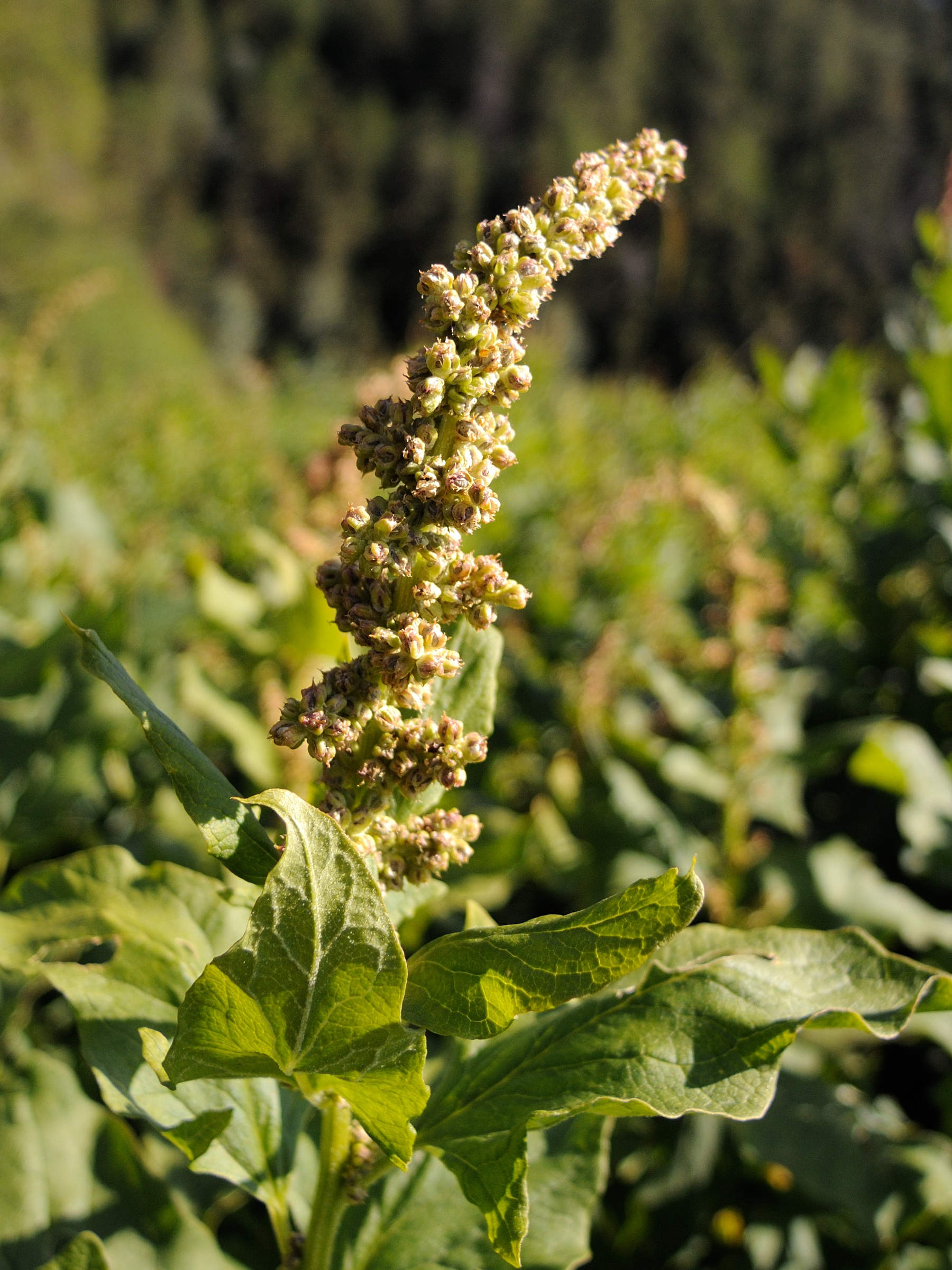 blitum_bonus-henricus3md