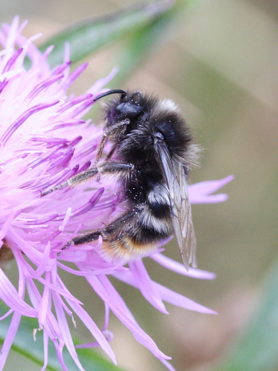 bombus_sylvarum1md